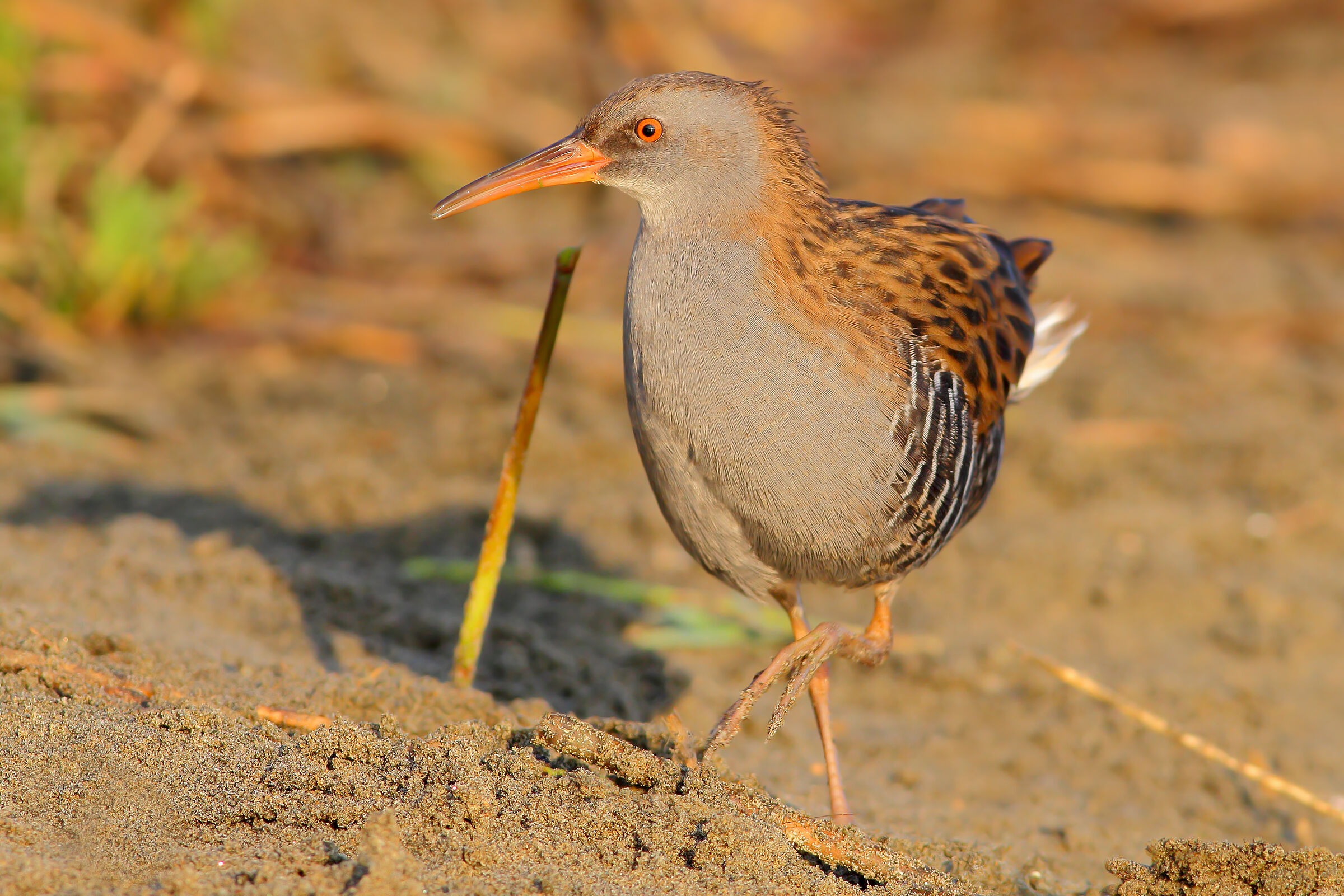 Water rail.