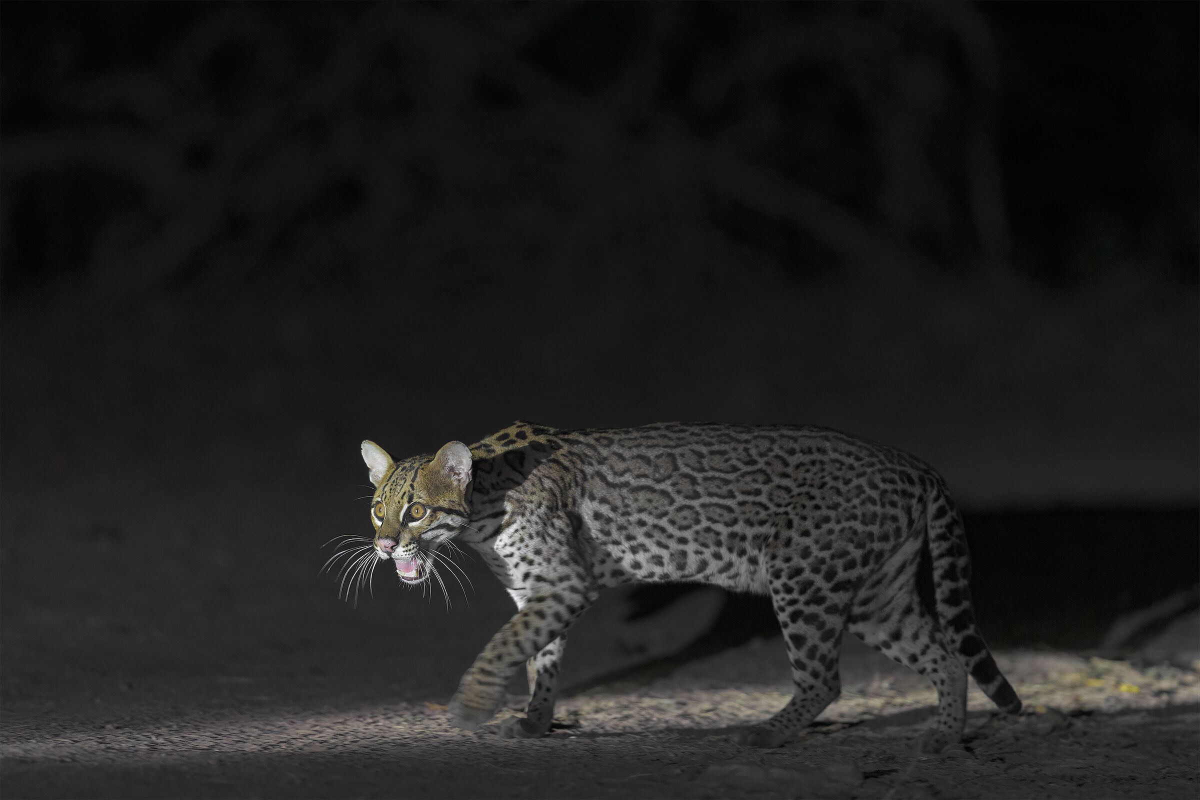 Ocelot