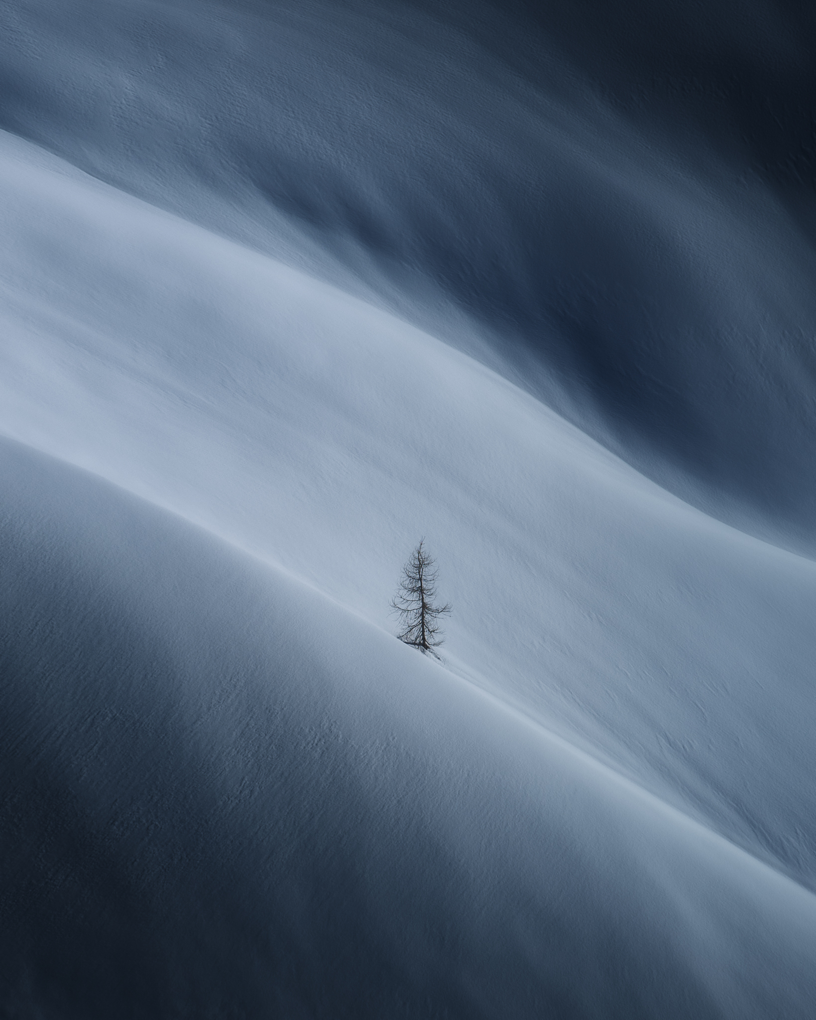 The Lone Tree