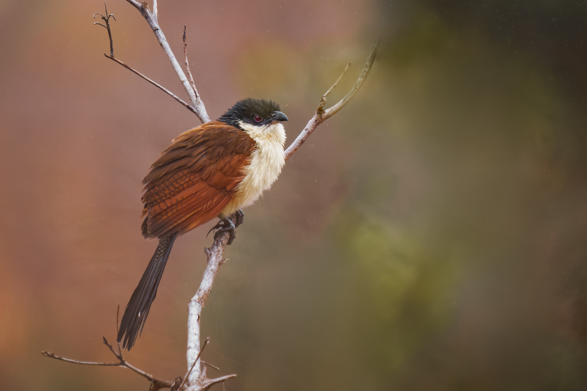 Cuculo dal sopracciglio bianco