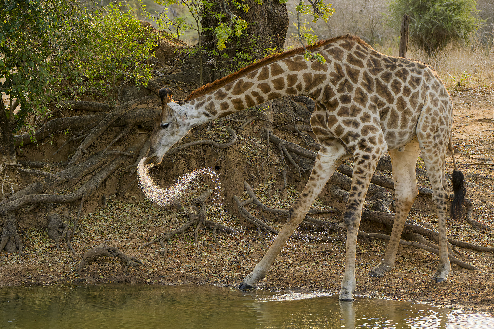 THE MOST FRAGILE MOMENT