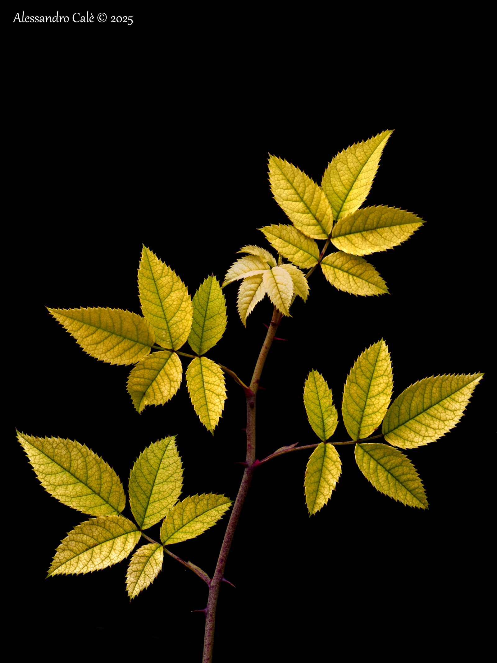 Foglie di rovi 4876_86 FS