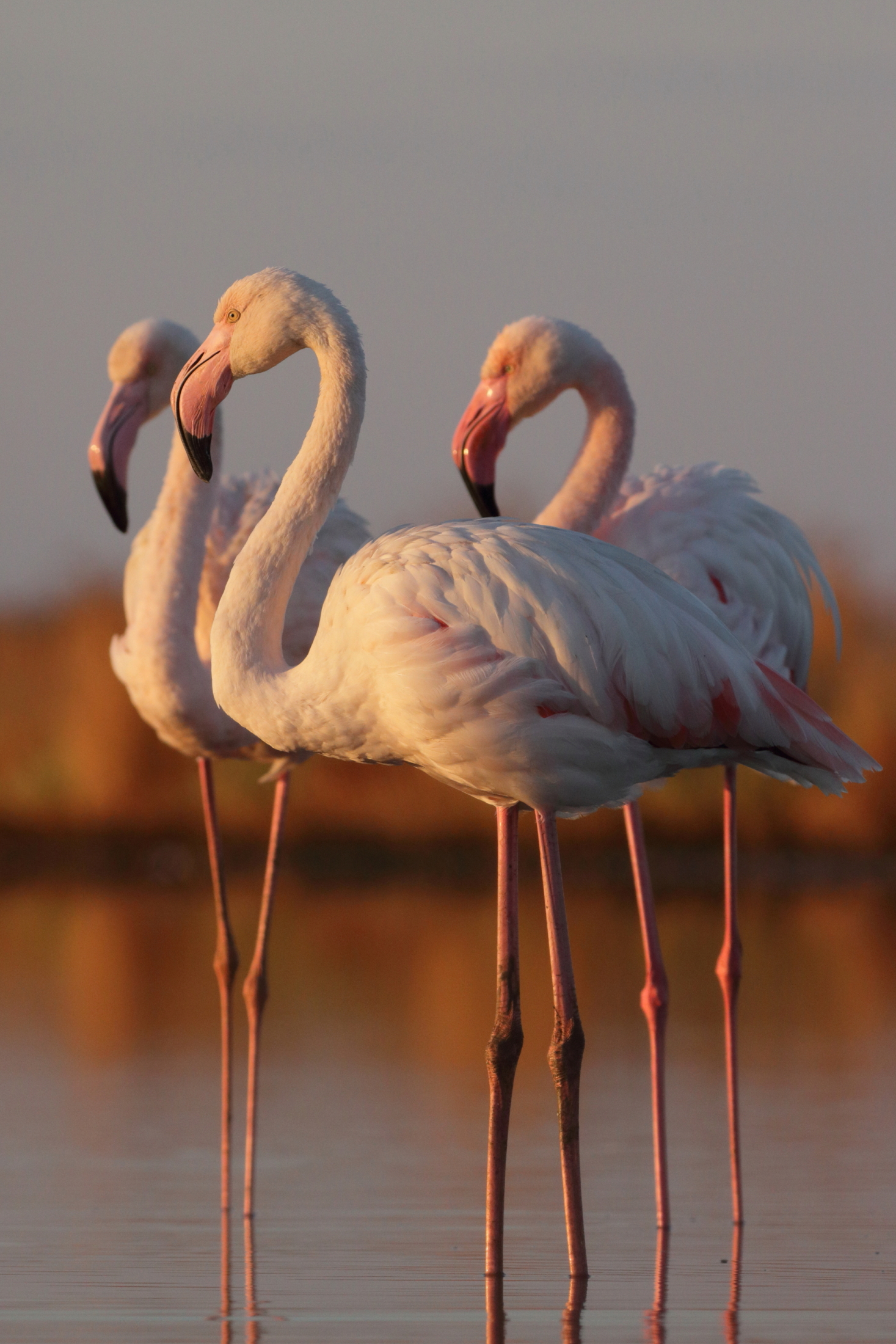 Sunrise in pink