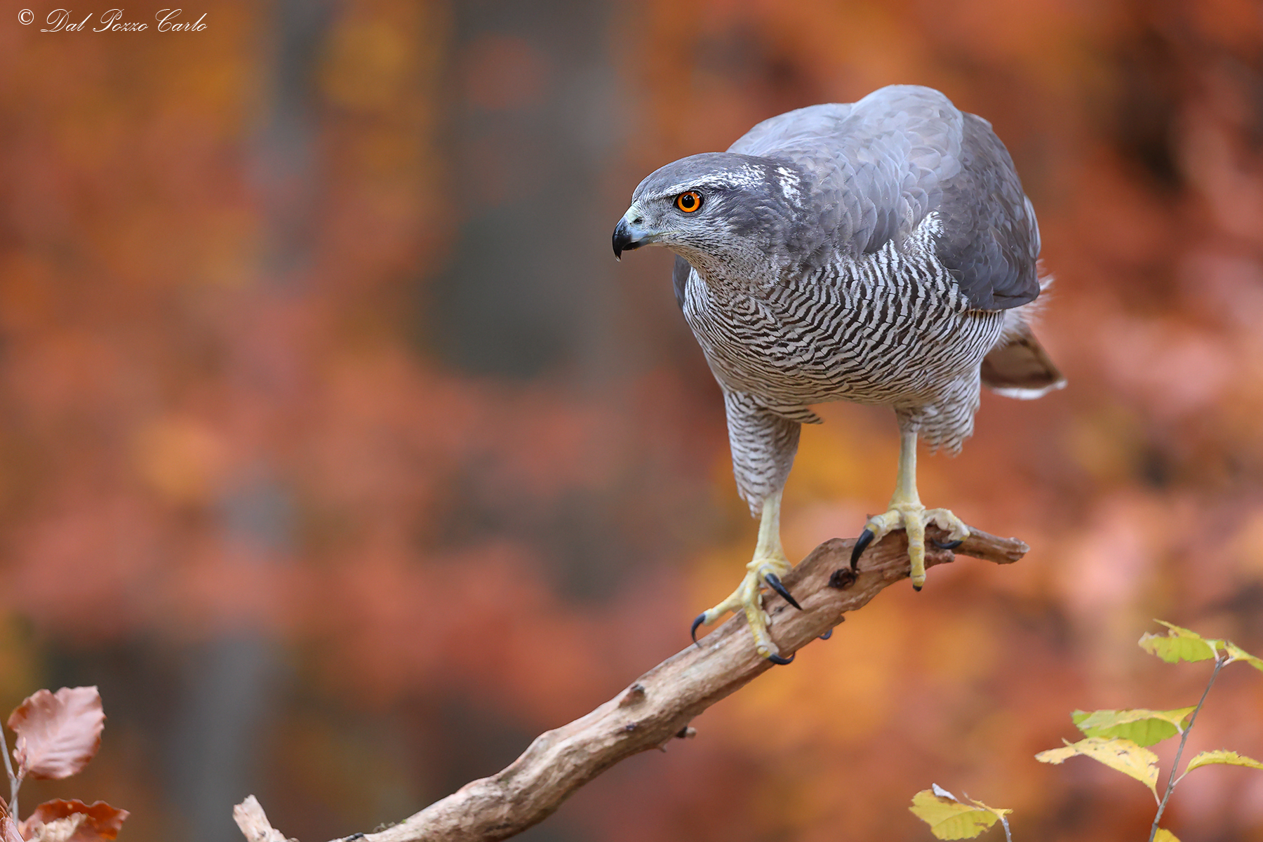 A glimpse into the heart of autumn