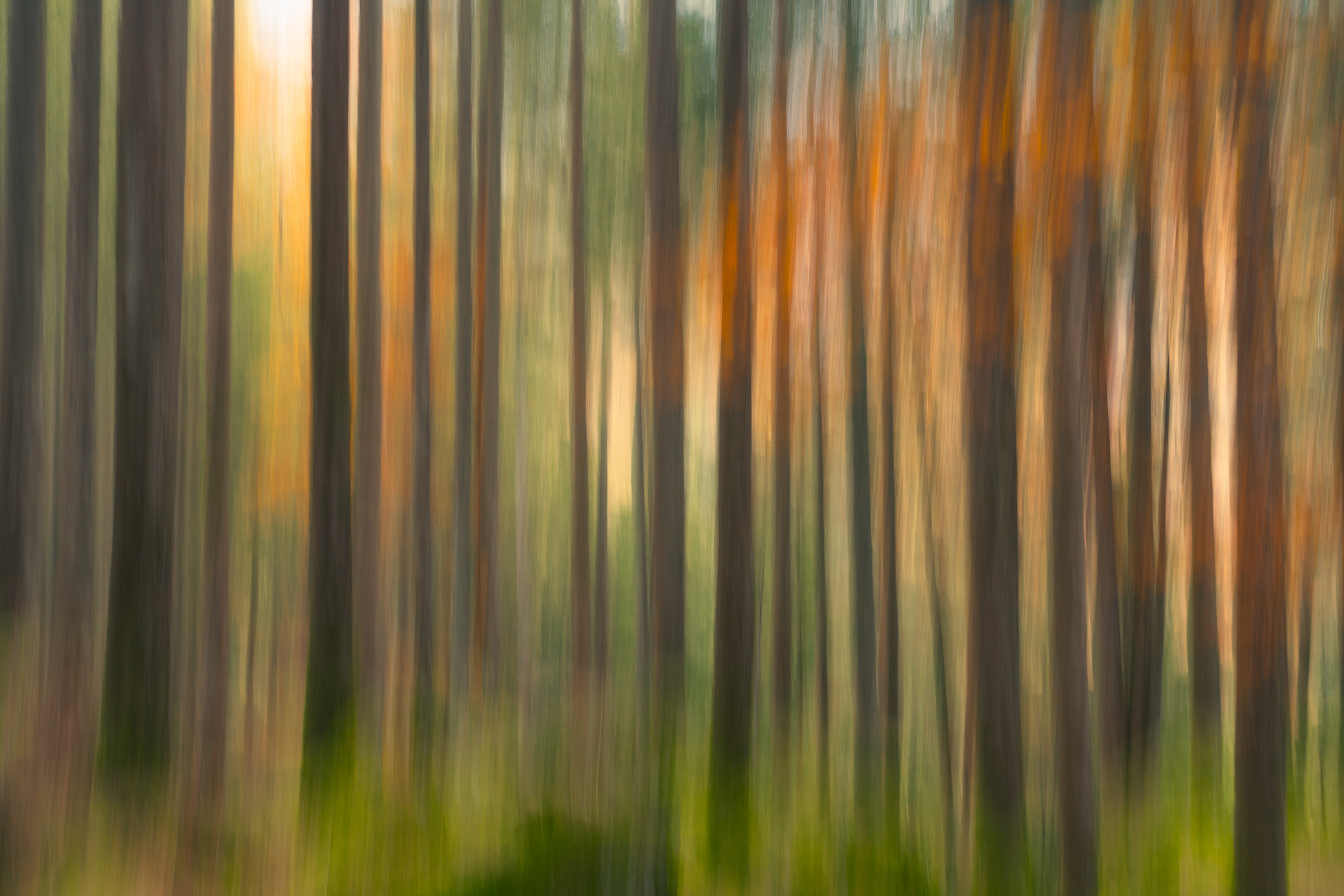 Foresta Bagni di Masino