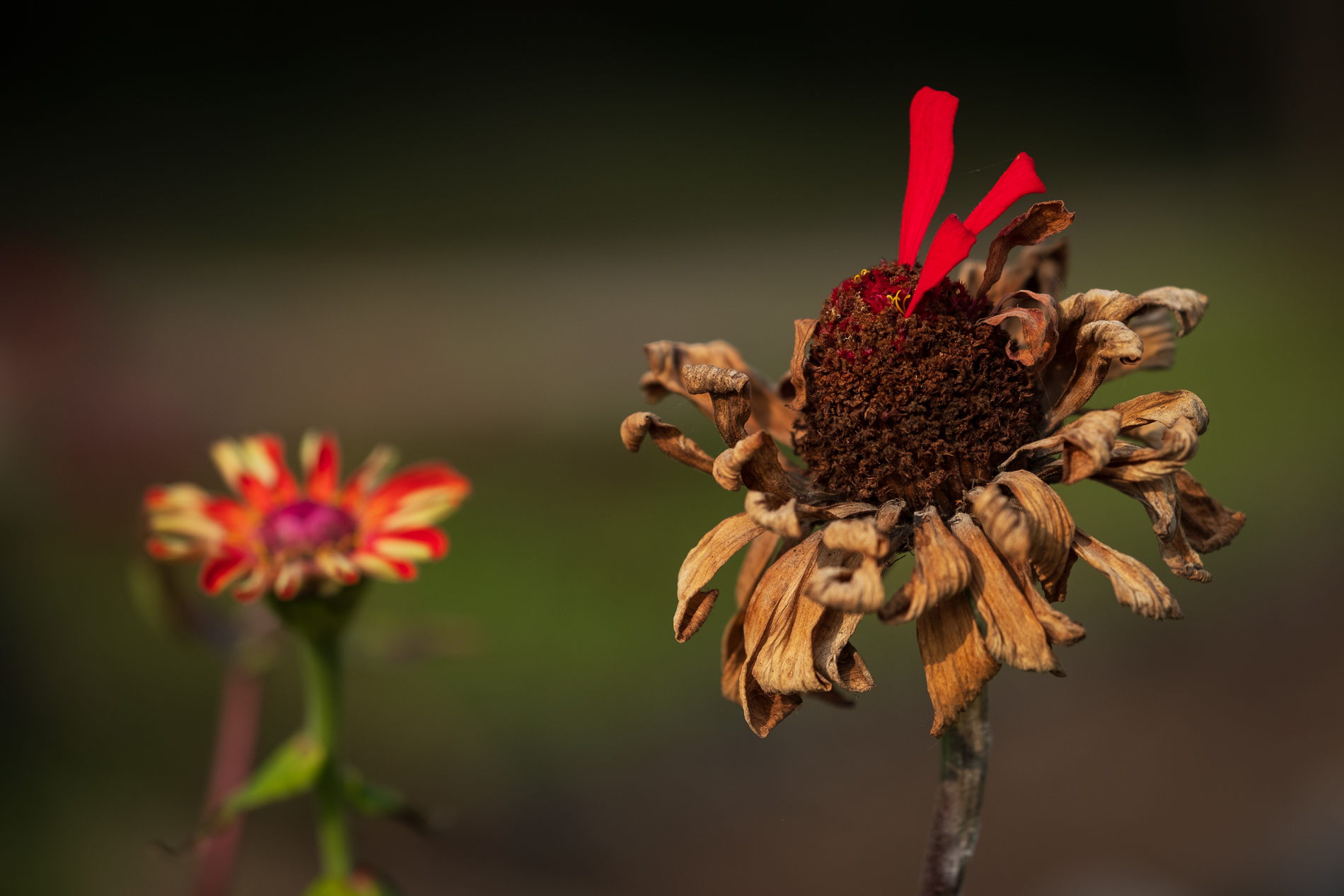 Sfioriture d'Autunno_1