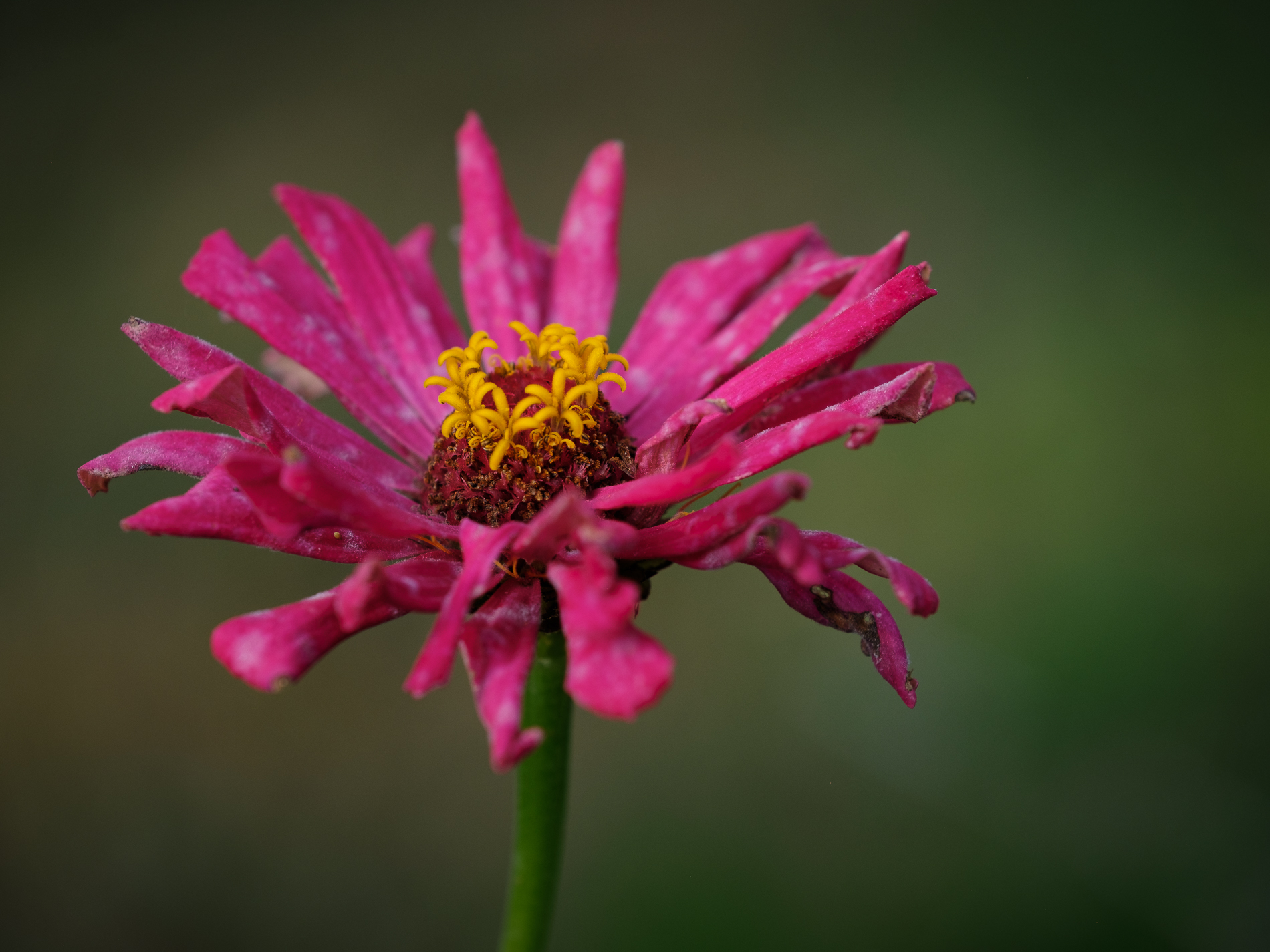 Sfioriture d'Autunno_2