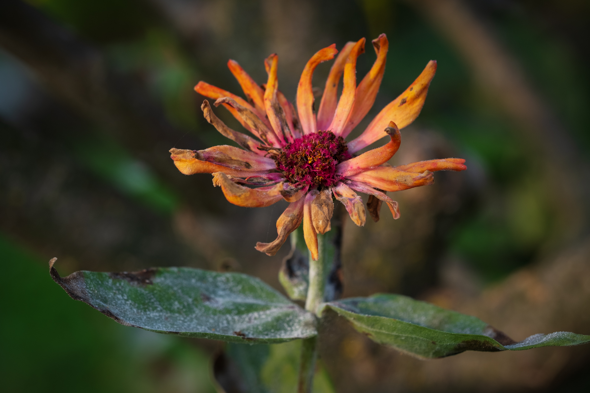 Sfioriture d'Autunno_3