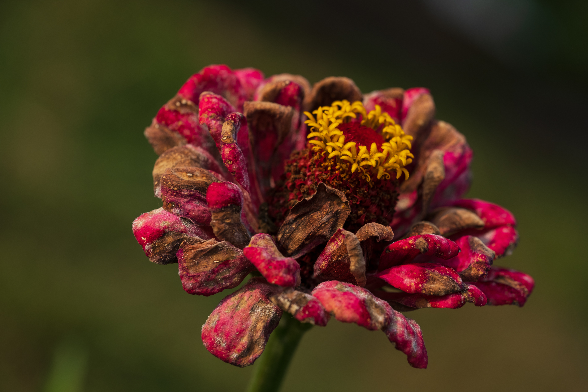 Sfioriture d'Autunno_4