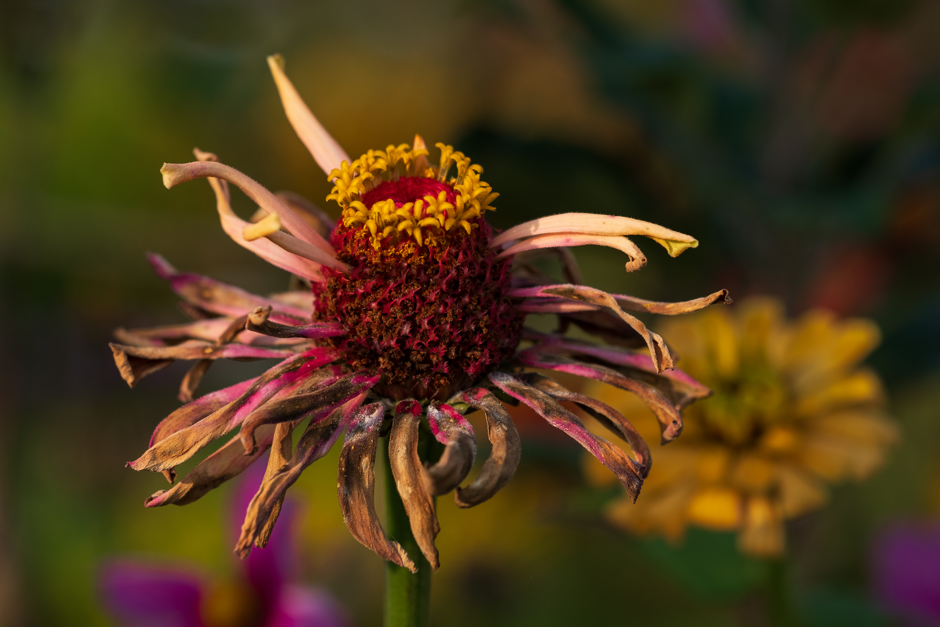 Sfioriture d'Autunno_5