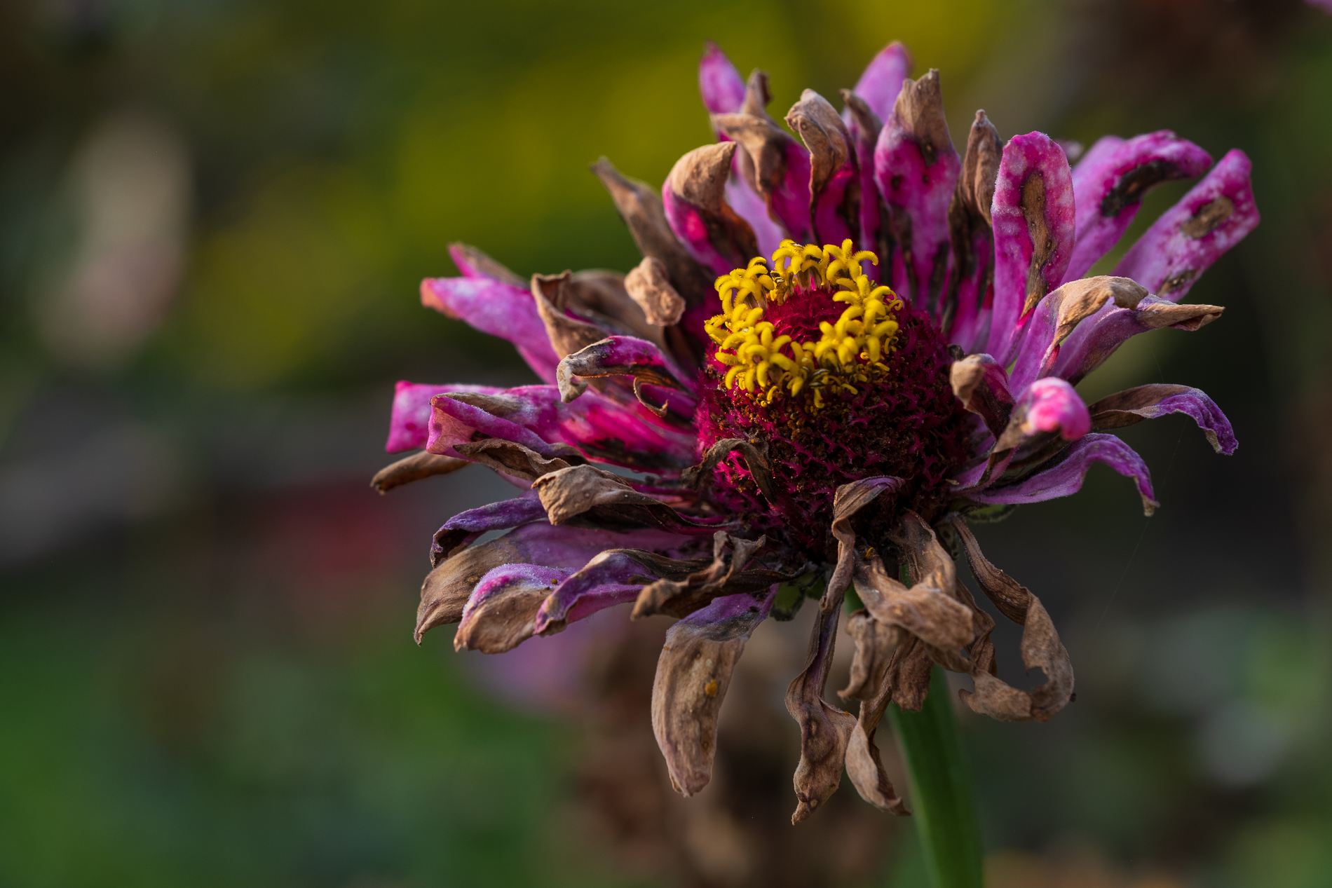 Sfioriture d'Autunno_6