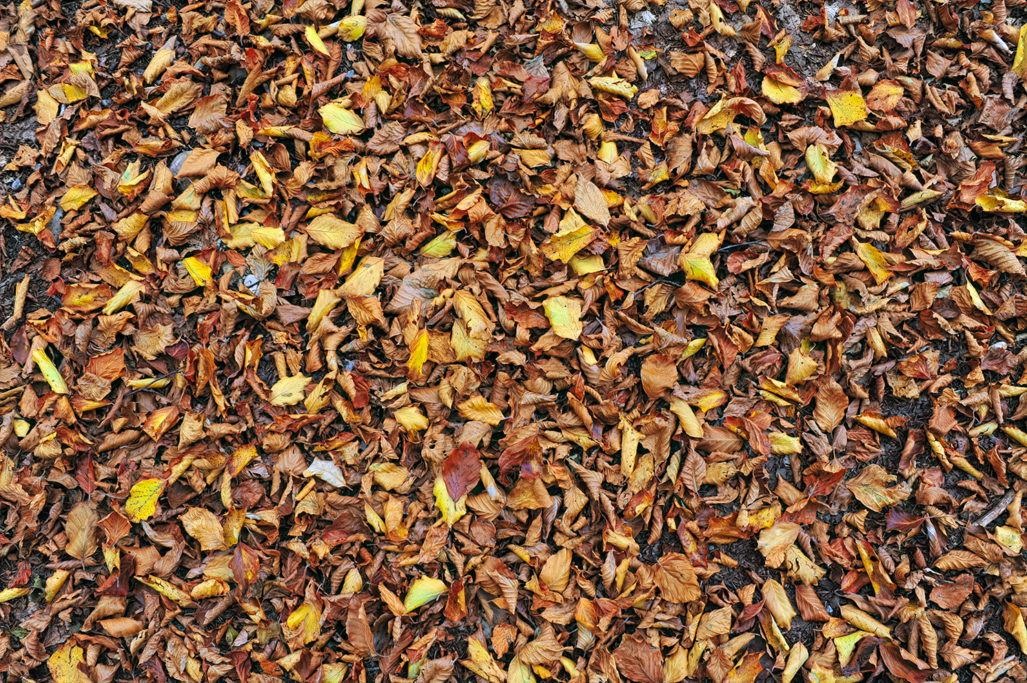 Carpet of leaves