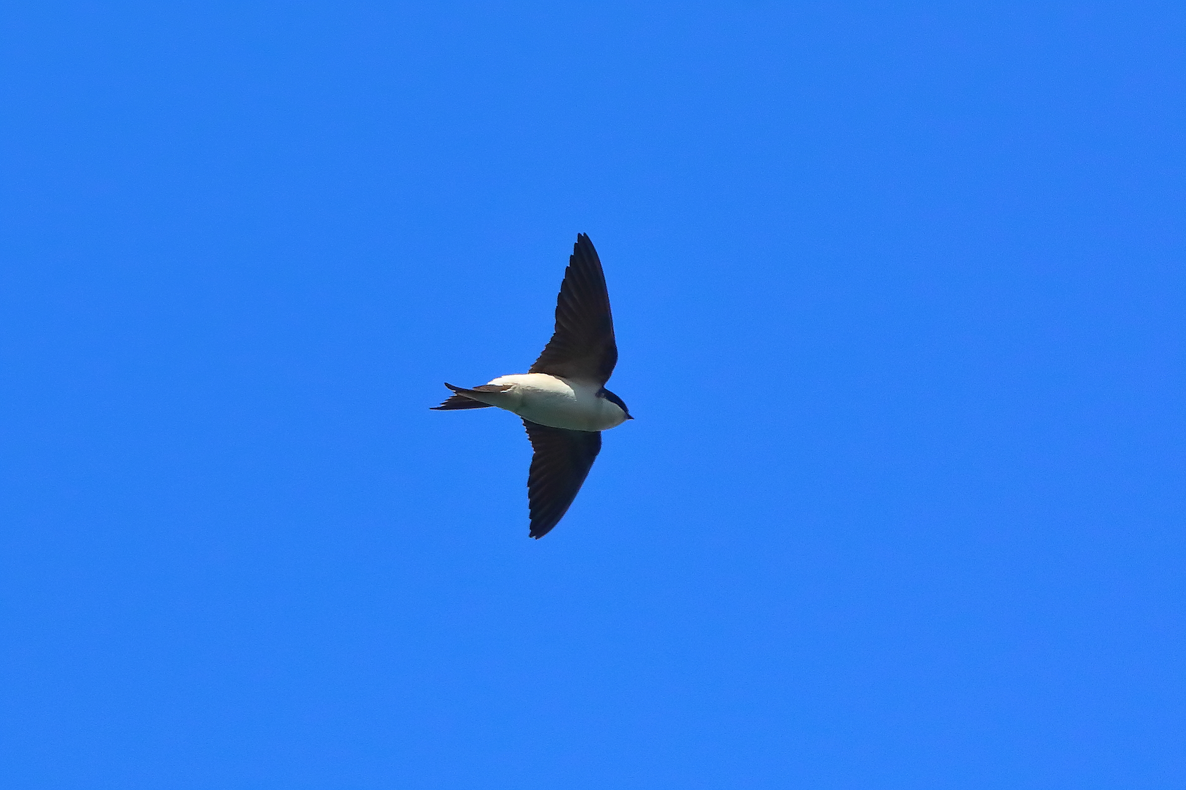 Rondine M 29 aprile 2025 - 0042