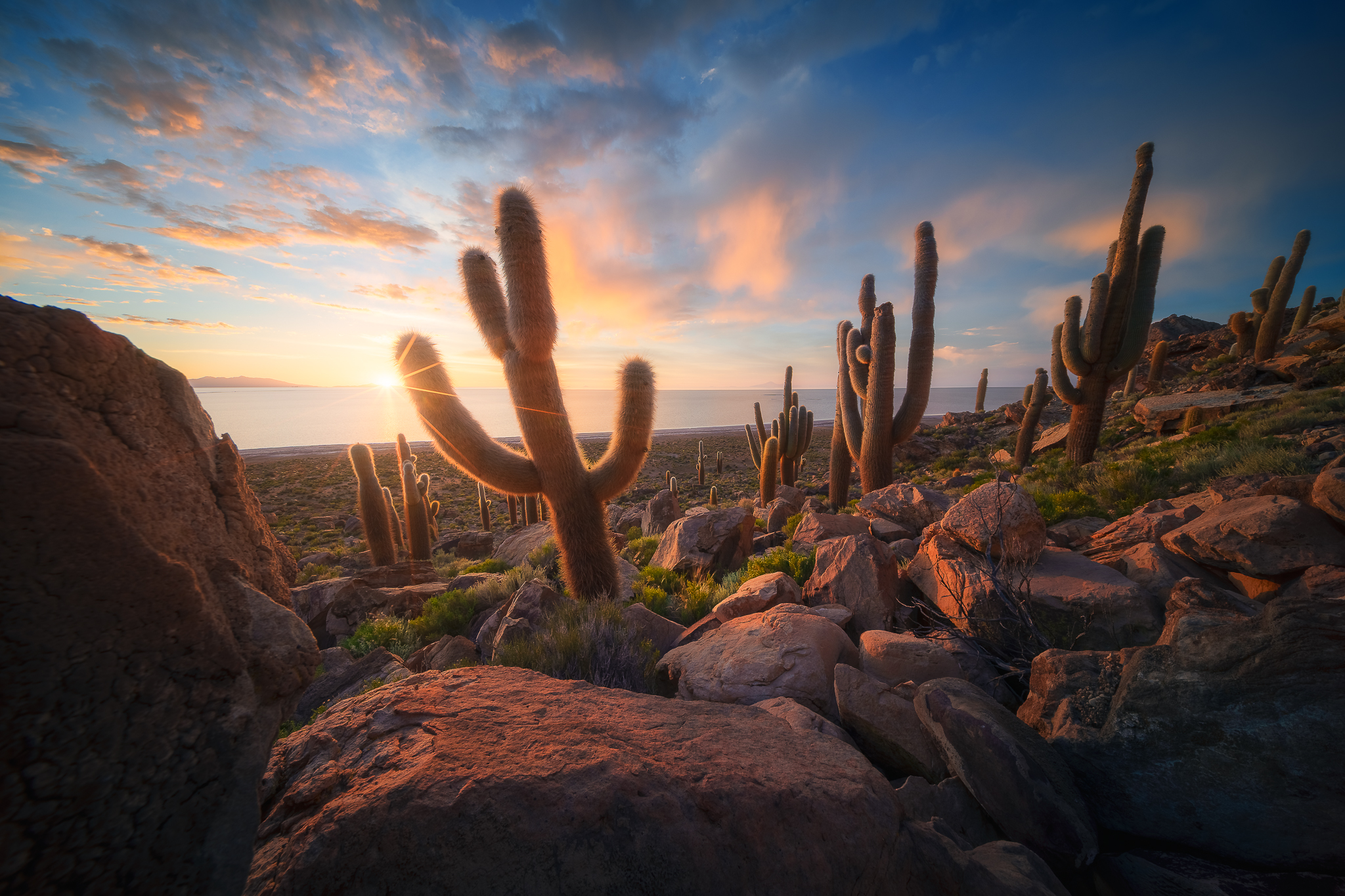 Echinopsis Atacamensis
