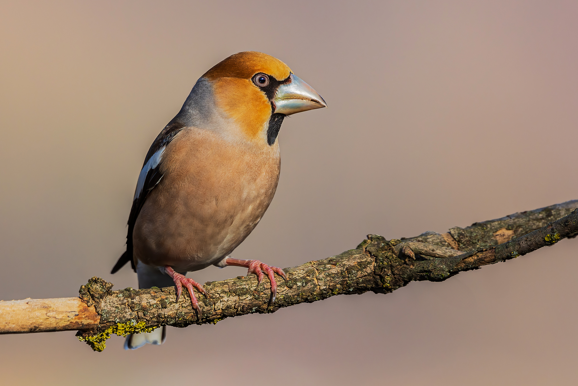 Hawfinch