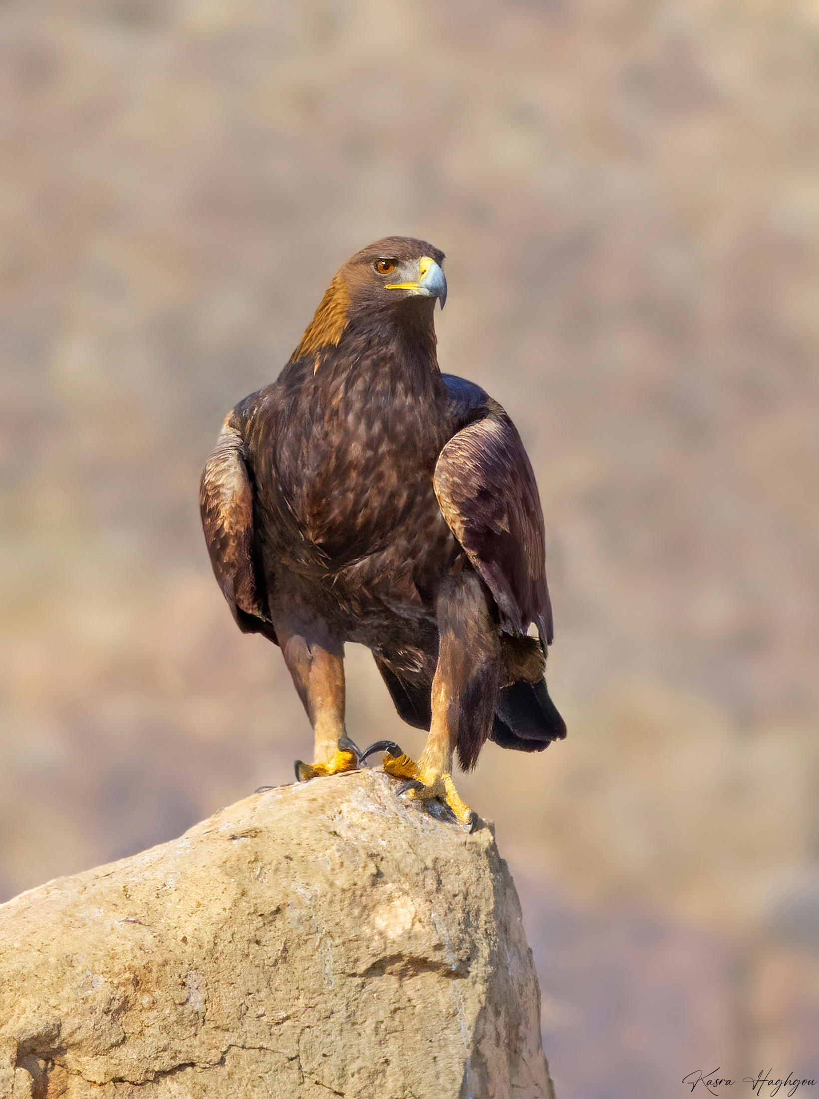 Golden eagle