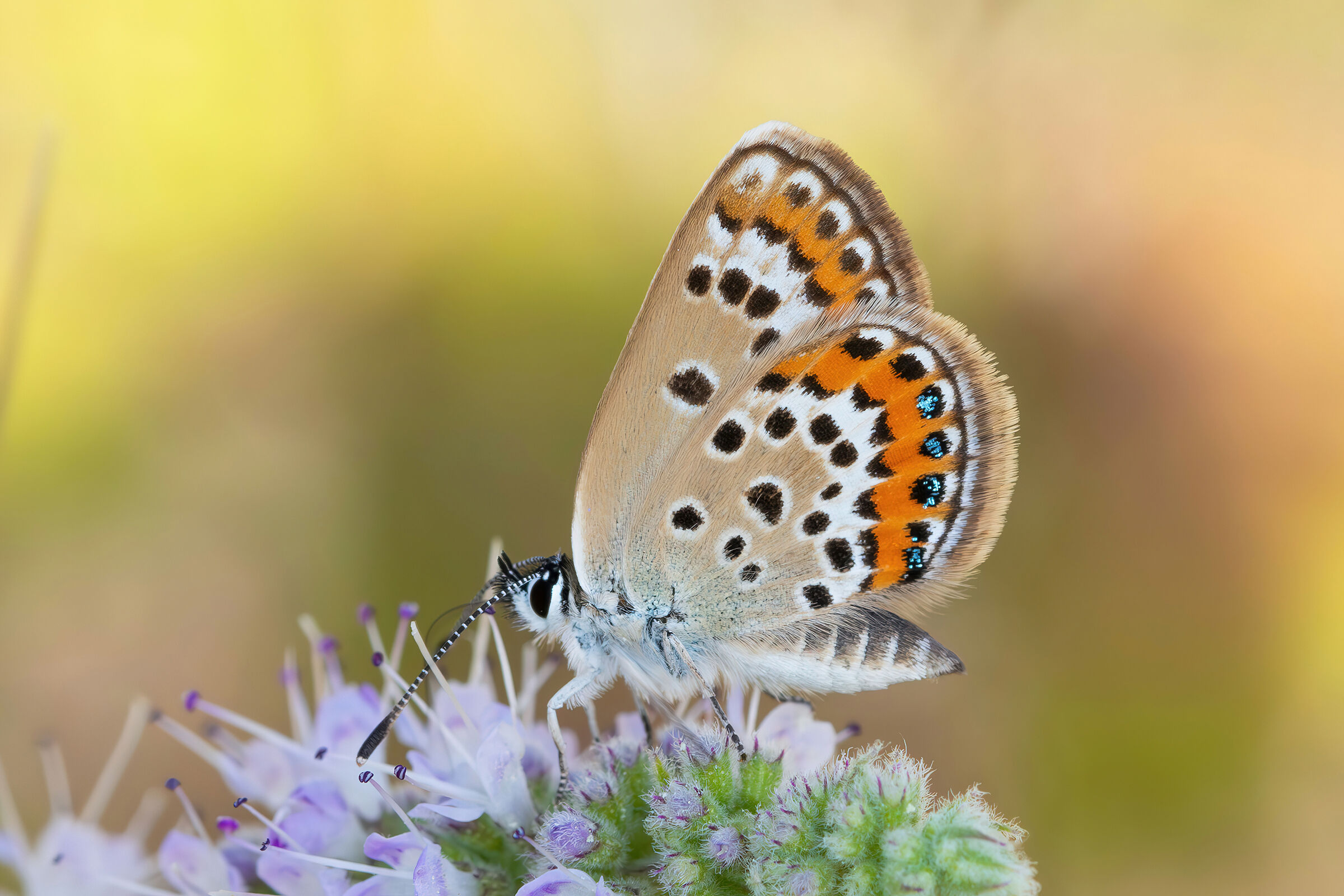 Plebejus sp. z o.o.