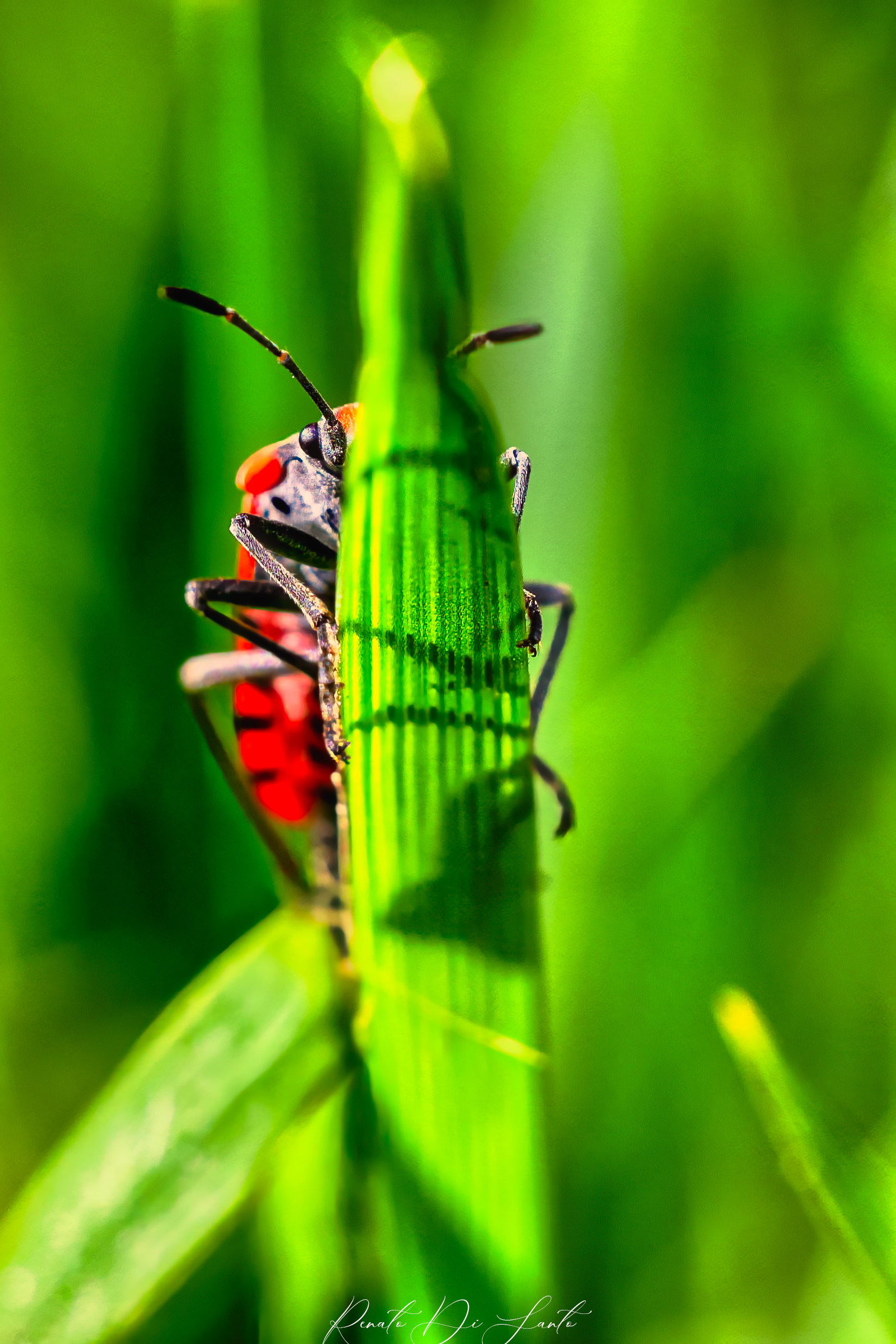 Ground bug