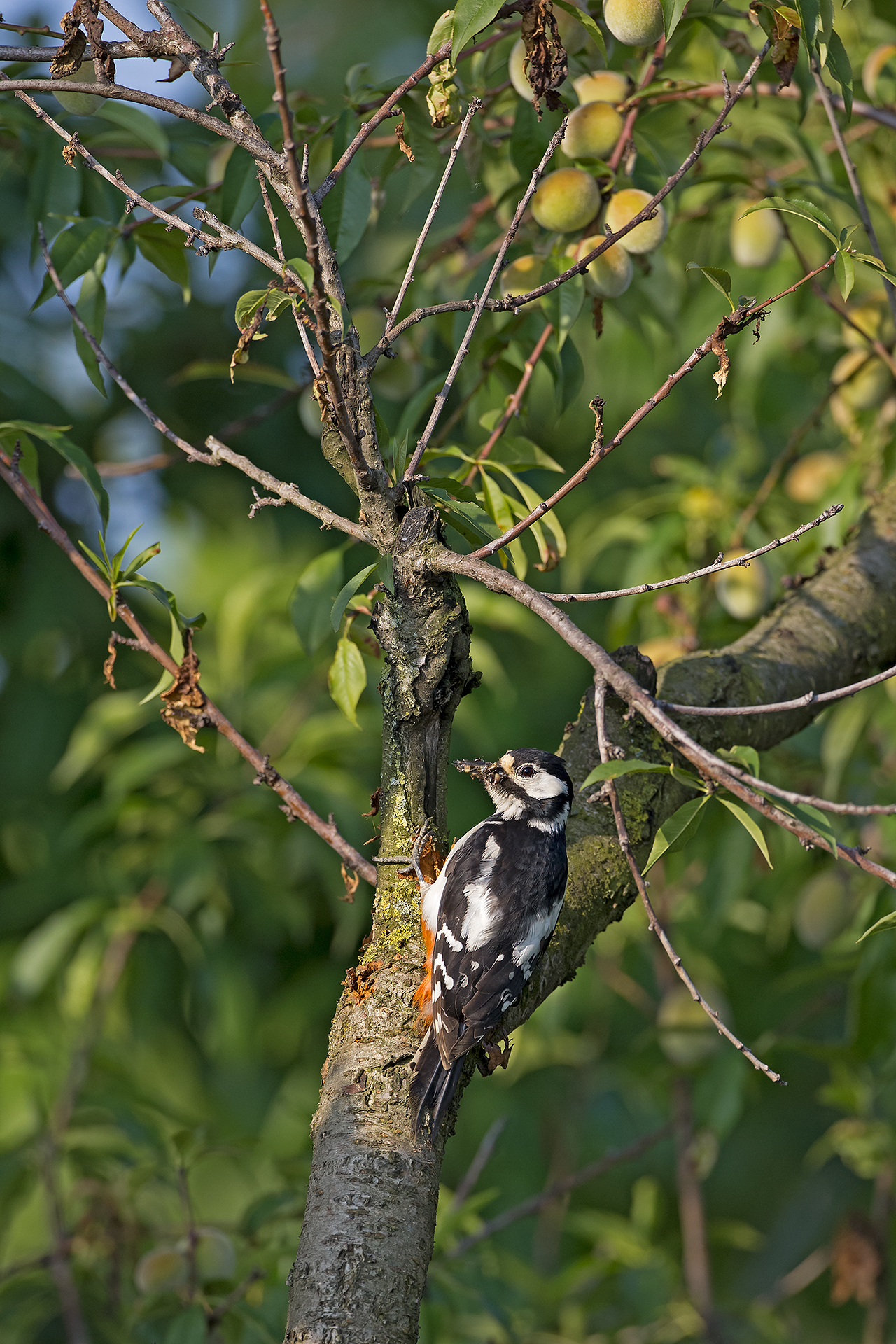 Great Spotted Woodpecker