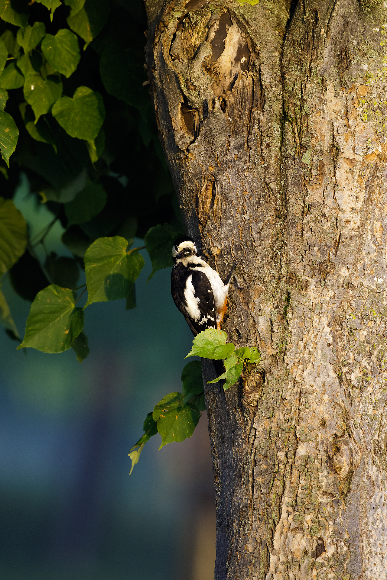 Picchio rosso maggiore