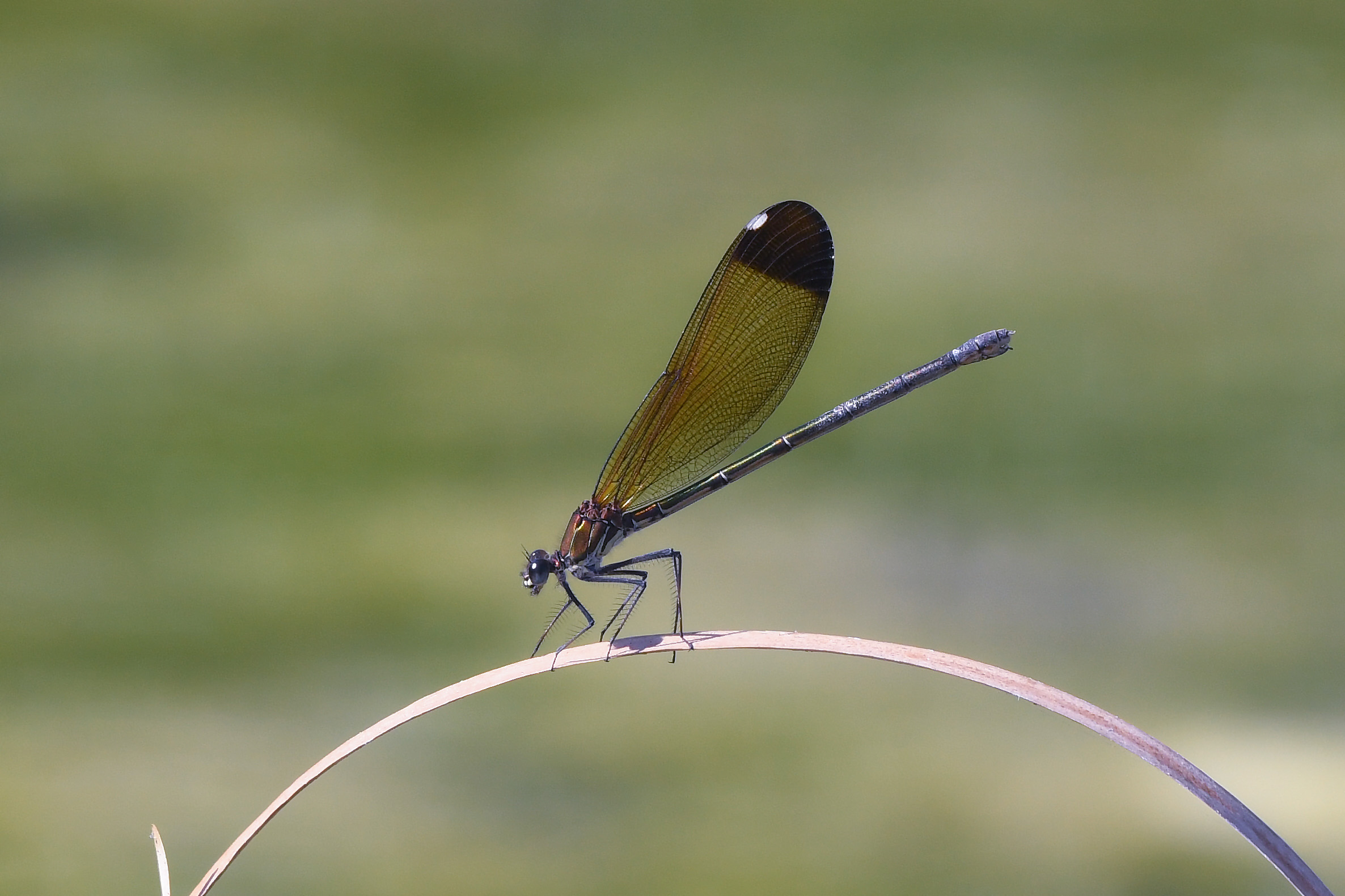 Bright Purple Culprit (Calopteryx haemorrhoidalis)