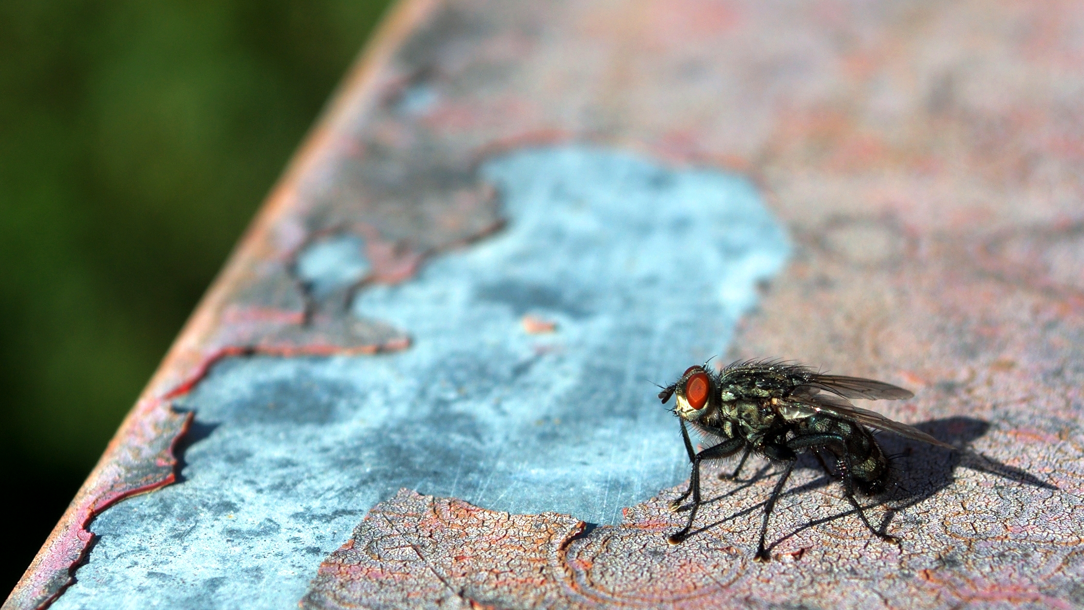 Housefly