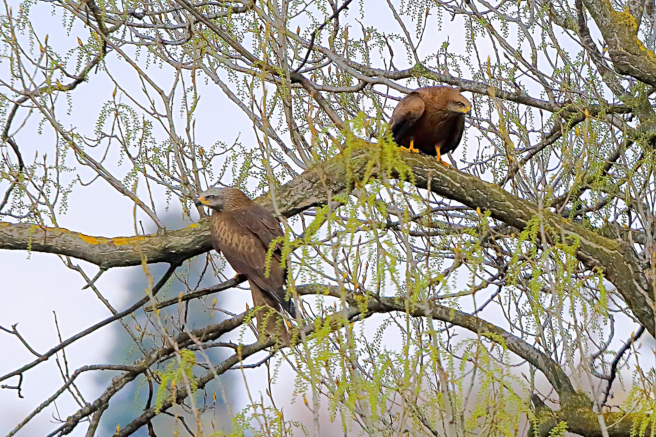 Nibbio bruno 29 marzo 2025 - 0350