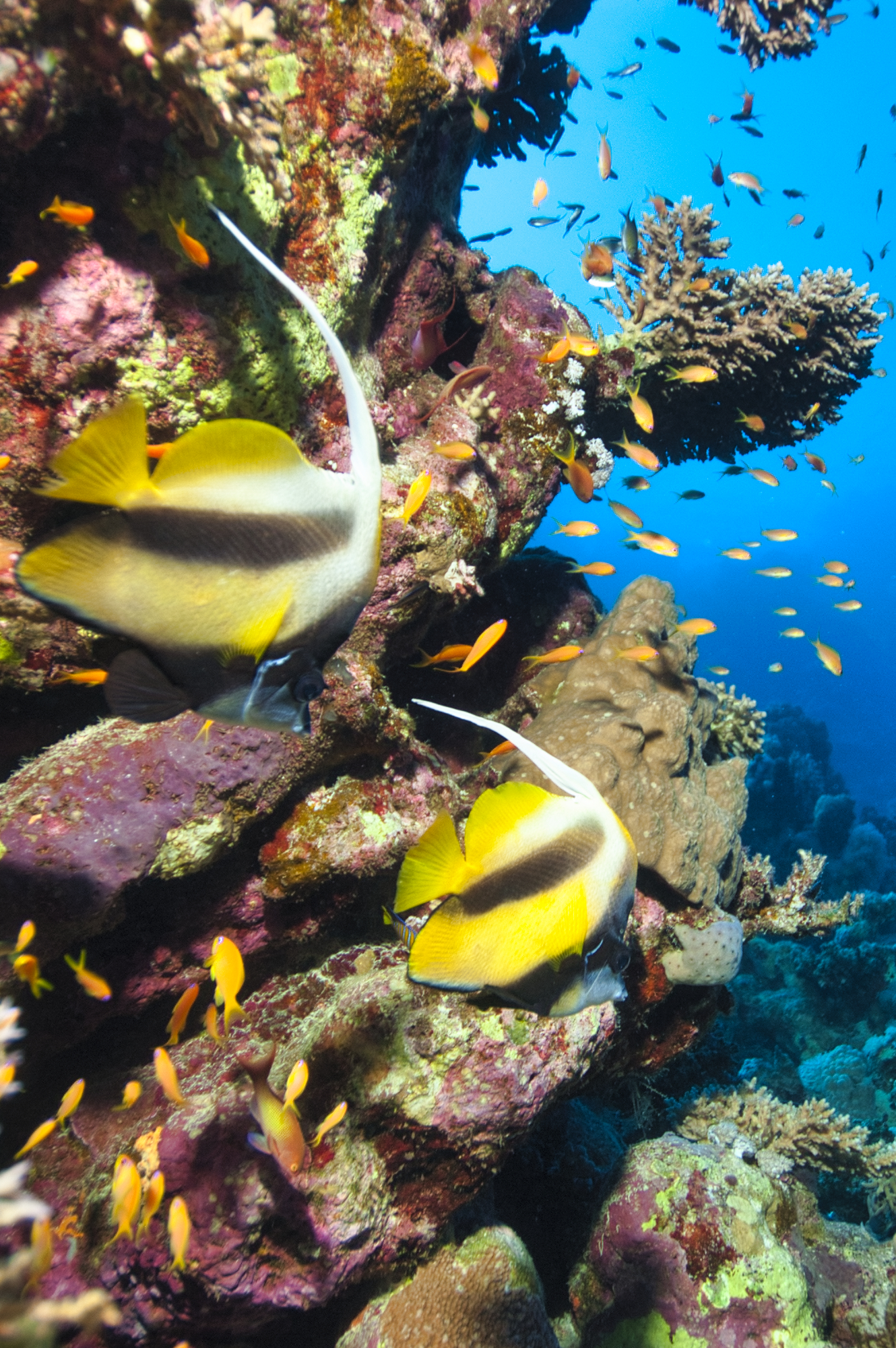 Heniochus diphreutes - False Moorish Idol