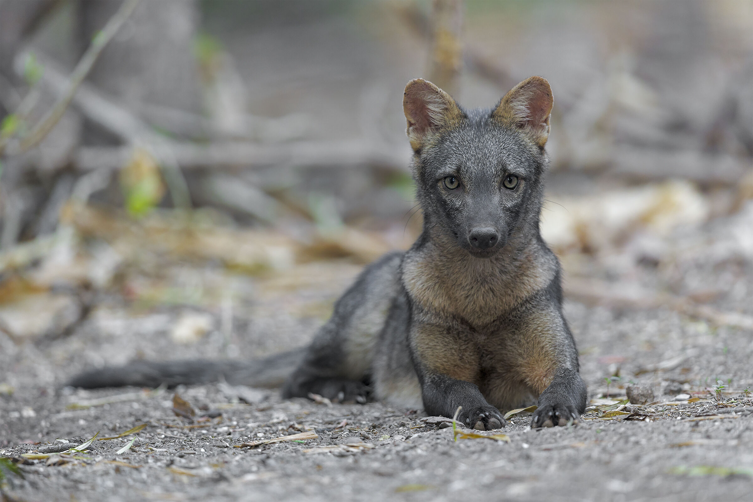Crab eating fox - Maikong