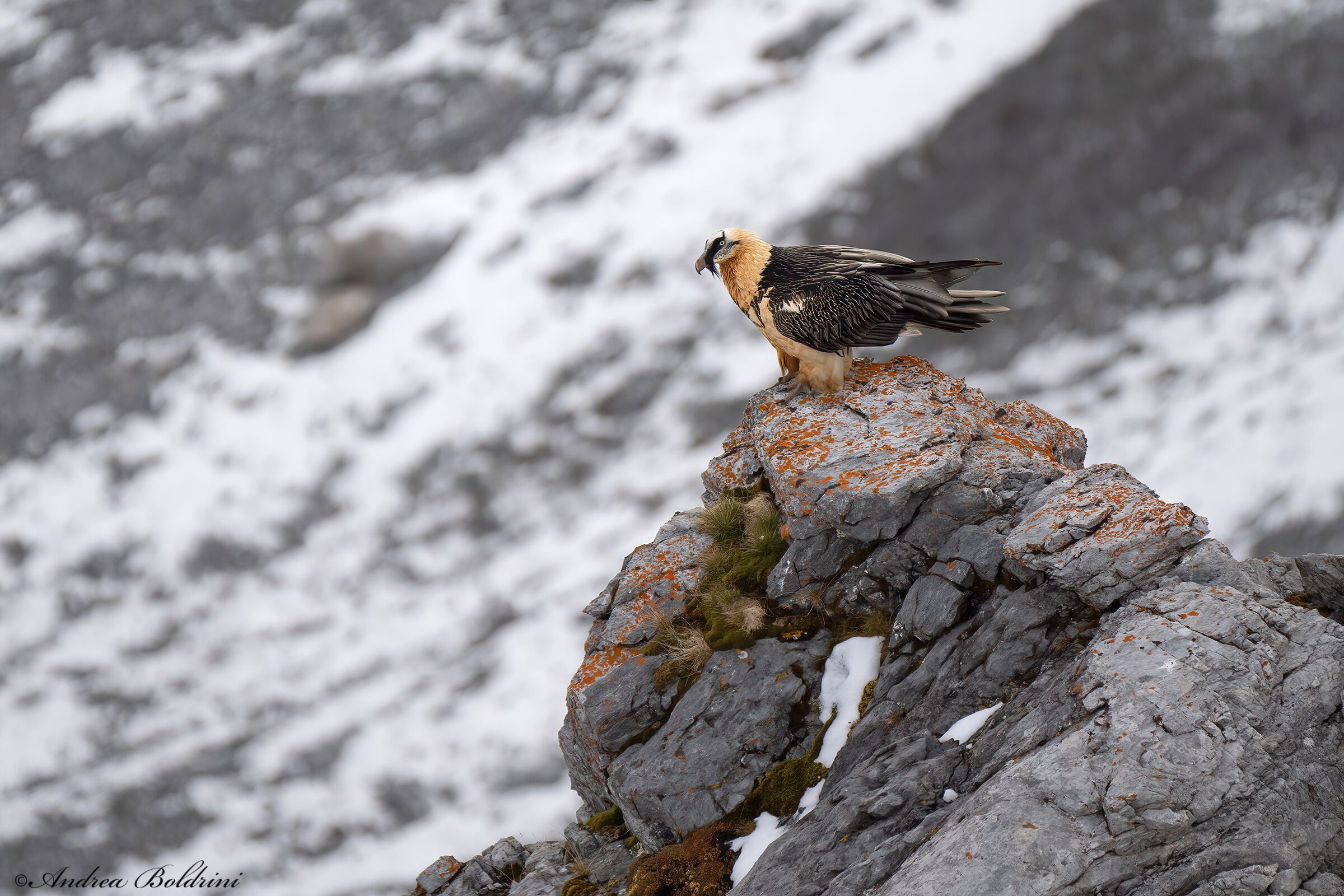 Bearded Vulture