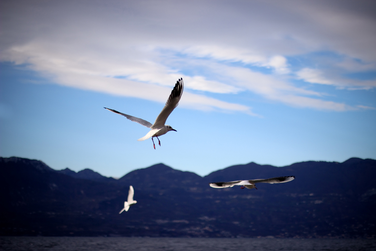 Gabbiani in volo