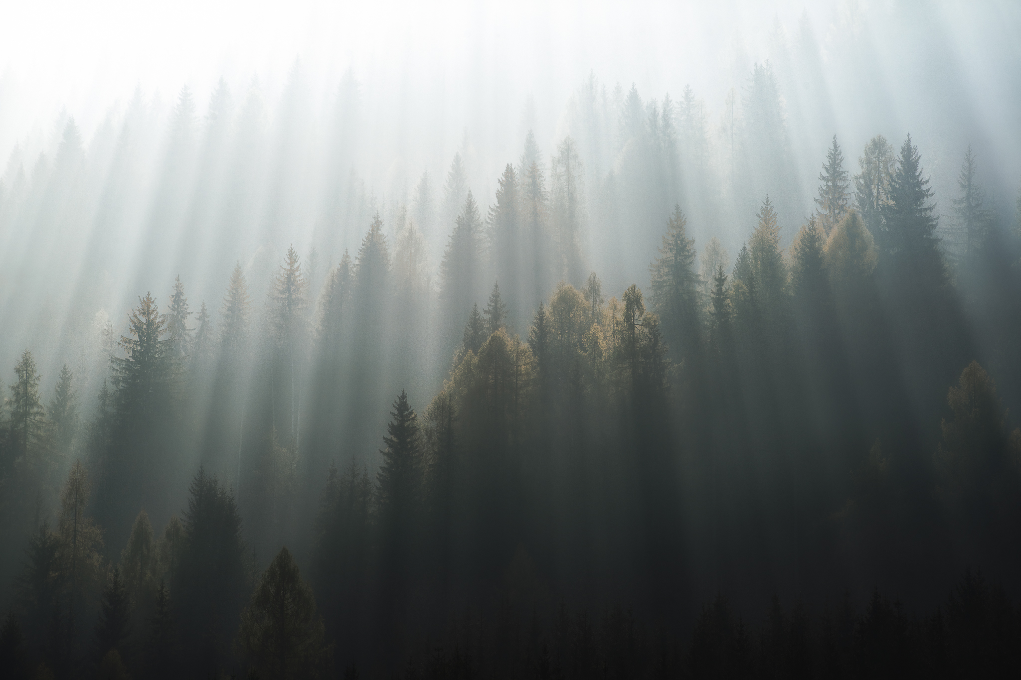 Wildfire
