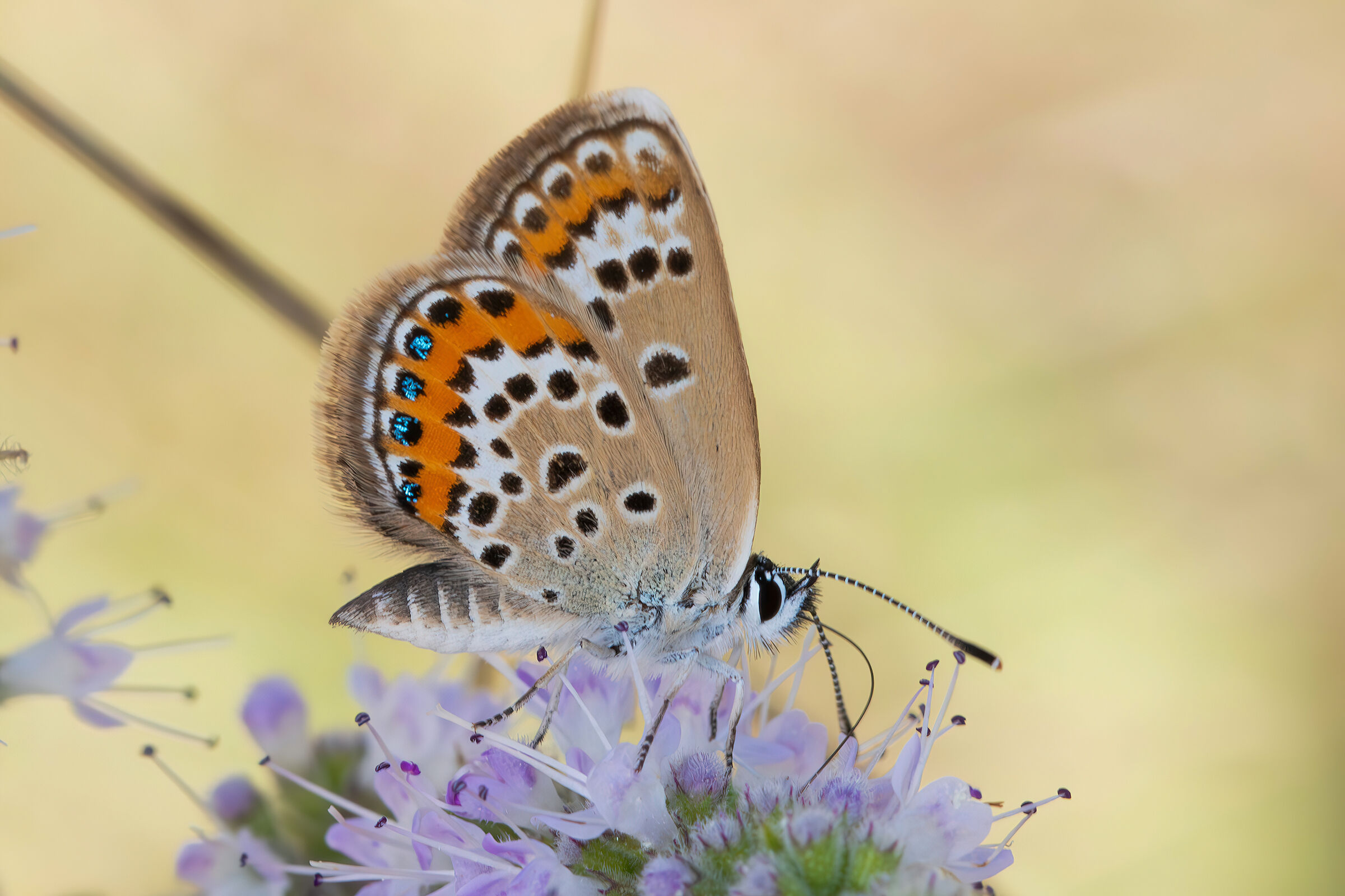 Plebejus argus
