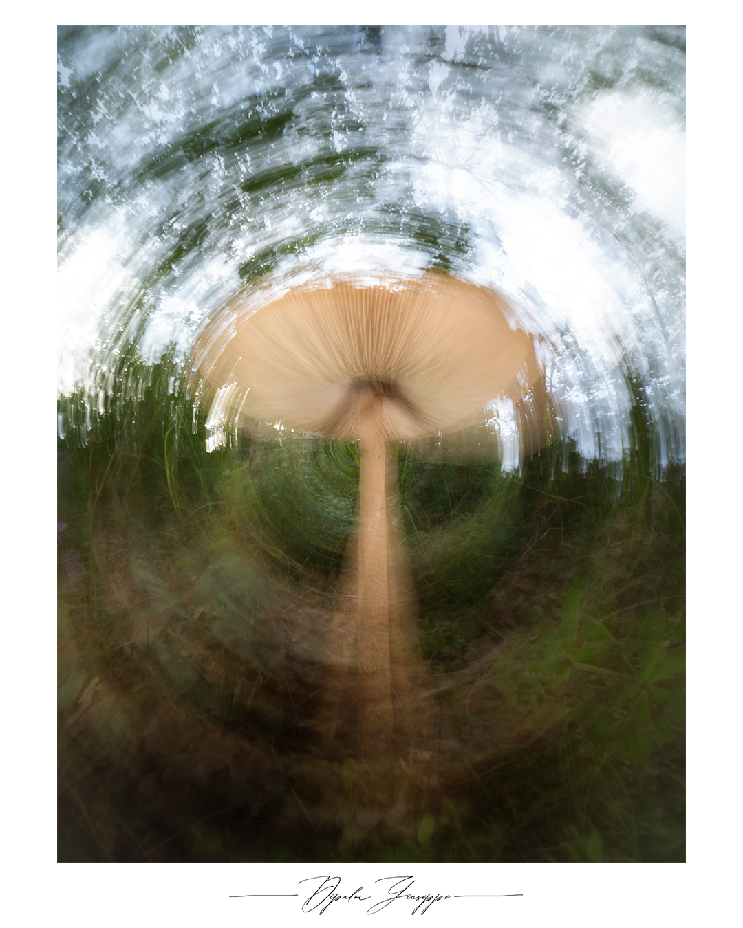 Macrolepiota procera