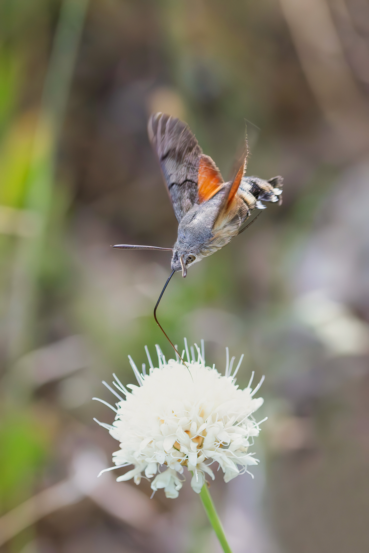 Macroglossum stellatarum
