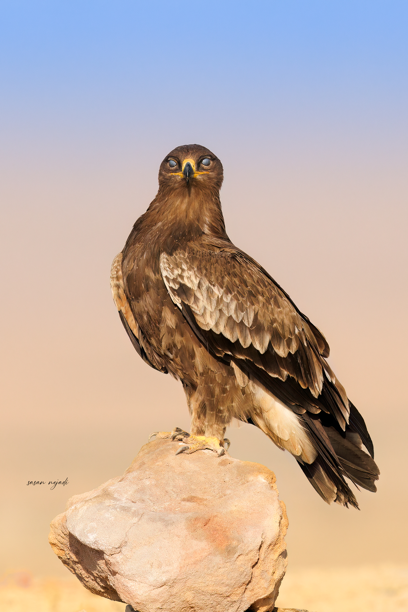 Steppe eagle