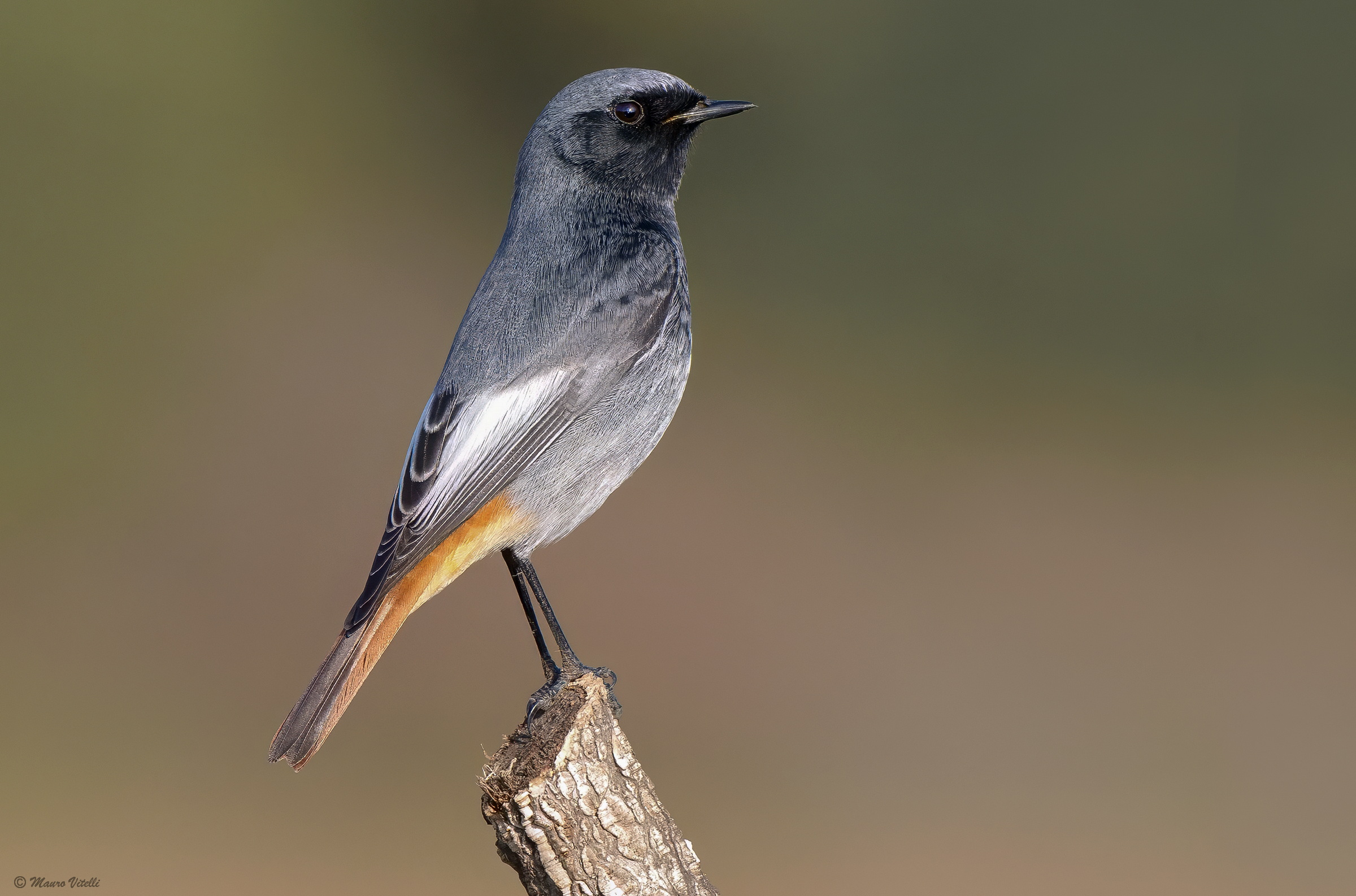 Chimney Sweep Redstart (M)