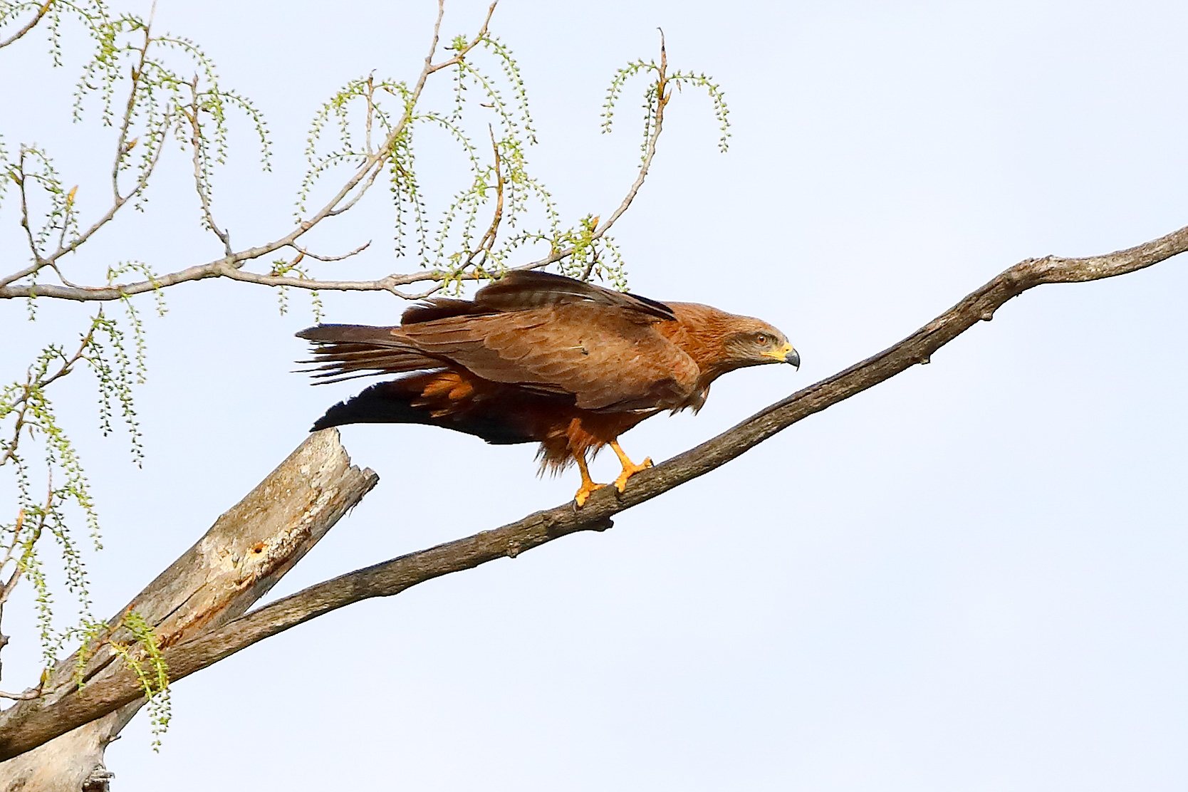 Nibbio bruno 29 marzo 2025 - 0355