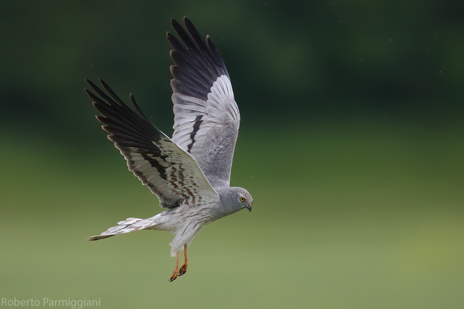 Montagu's Harrier