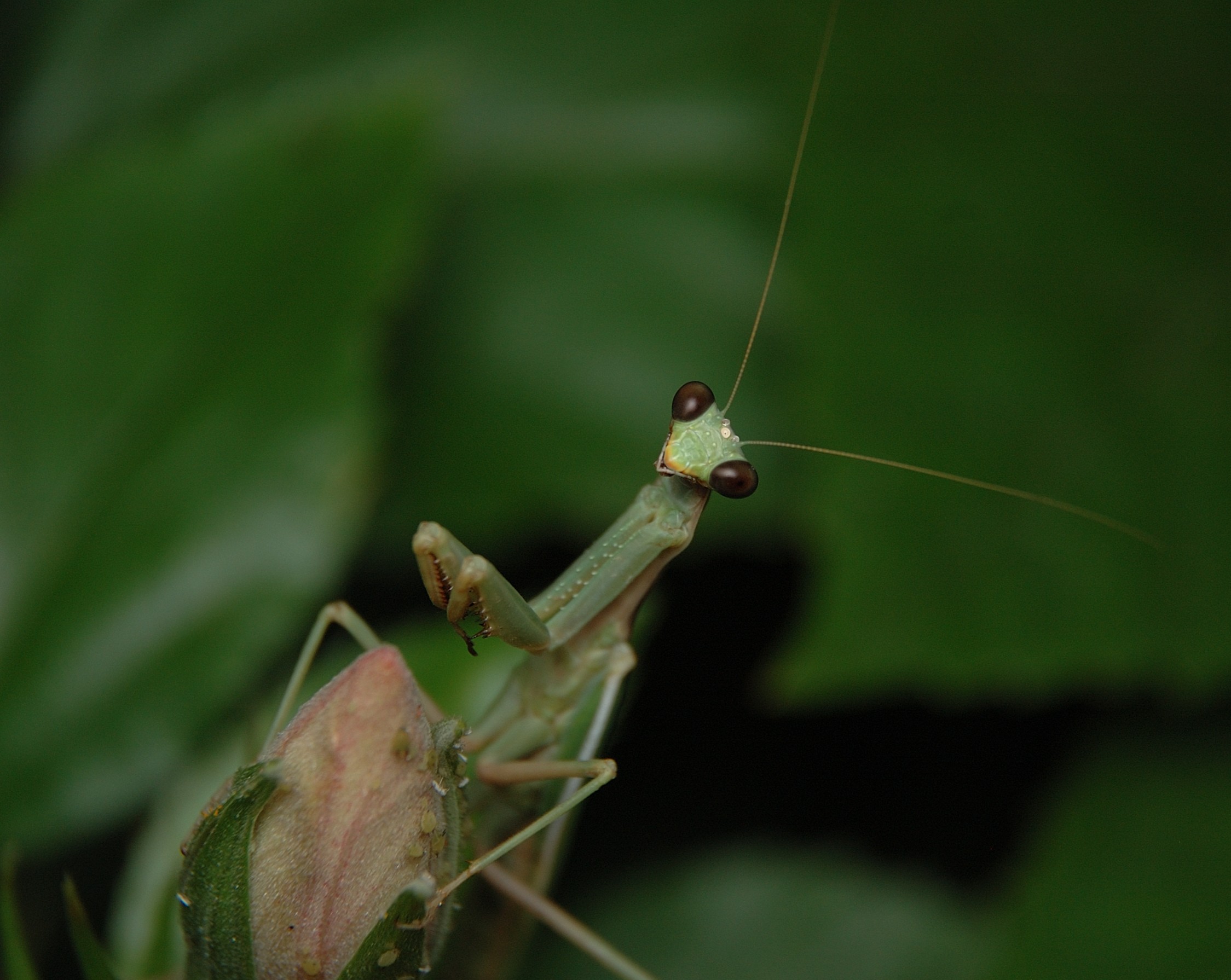 Mantide su germoglio di Ibisco