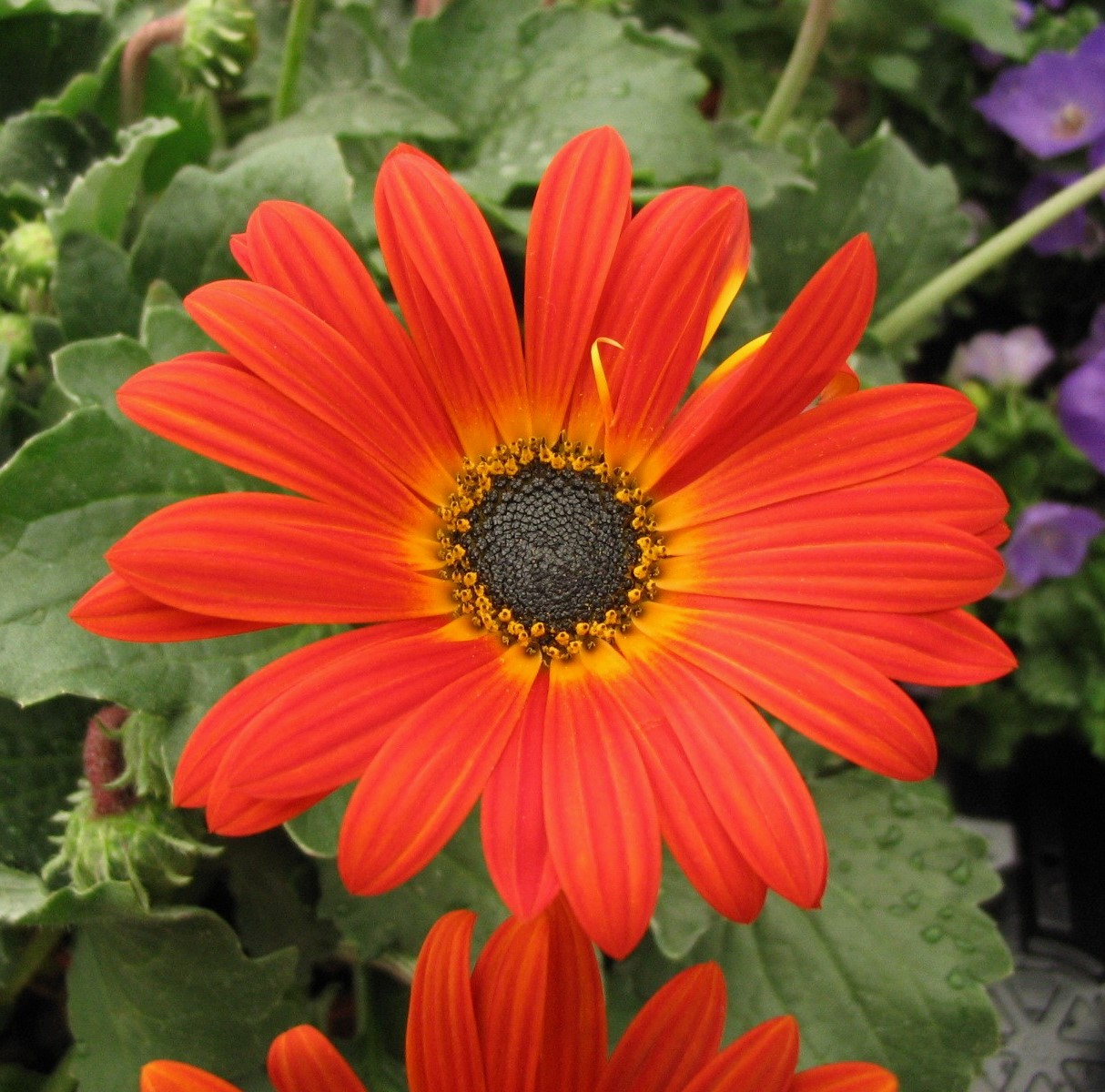 Gerbera