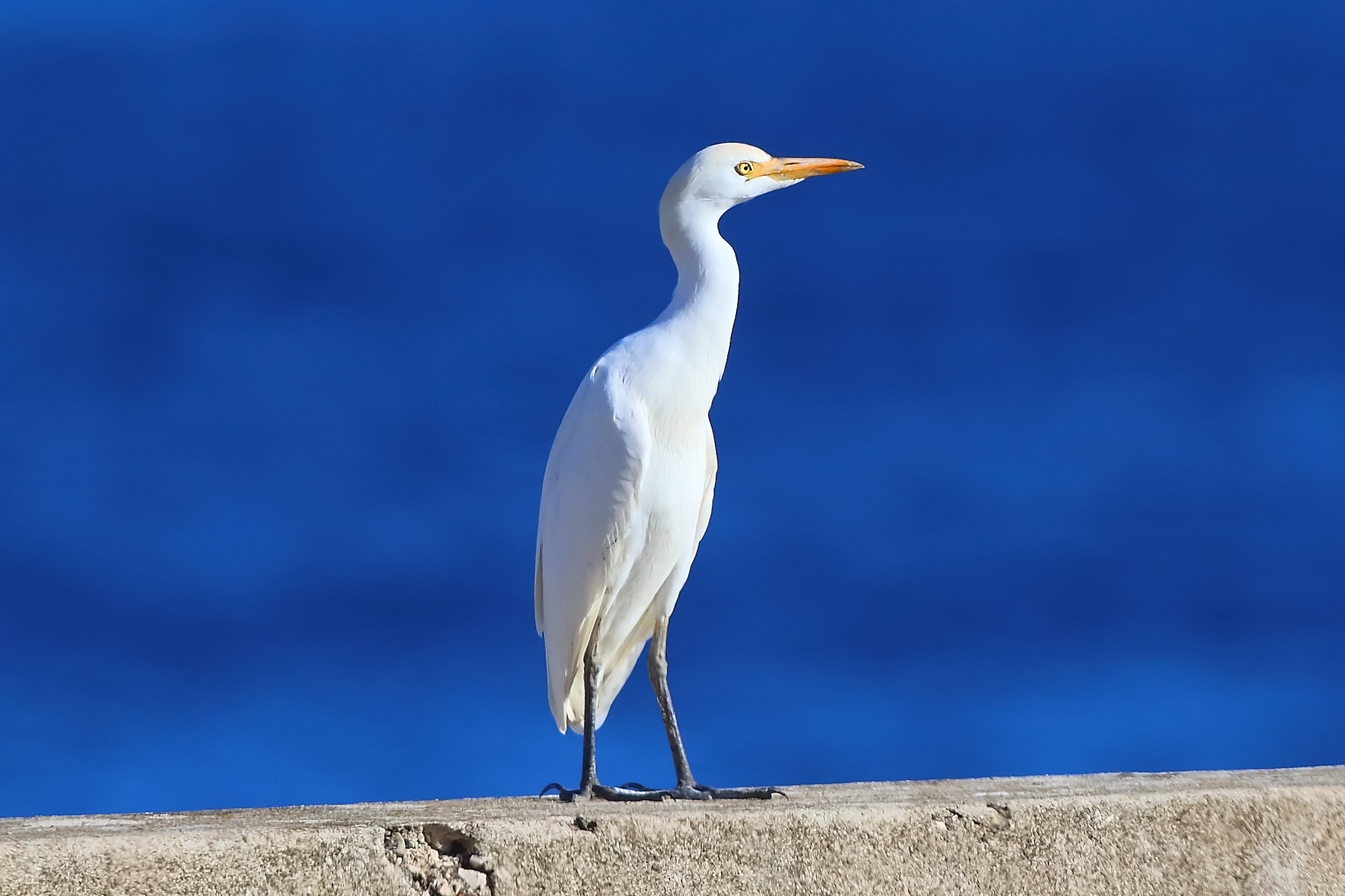 Guardabuoi ottobre 2025 - 0609