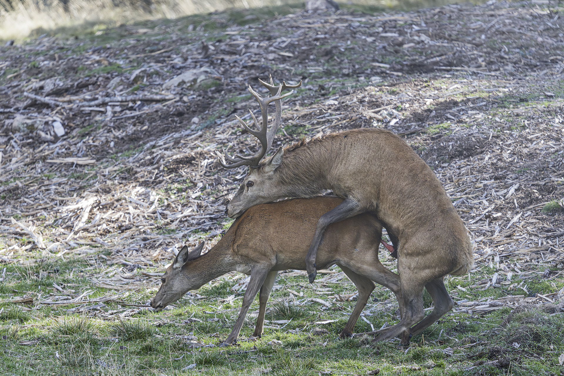Deer Mating