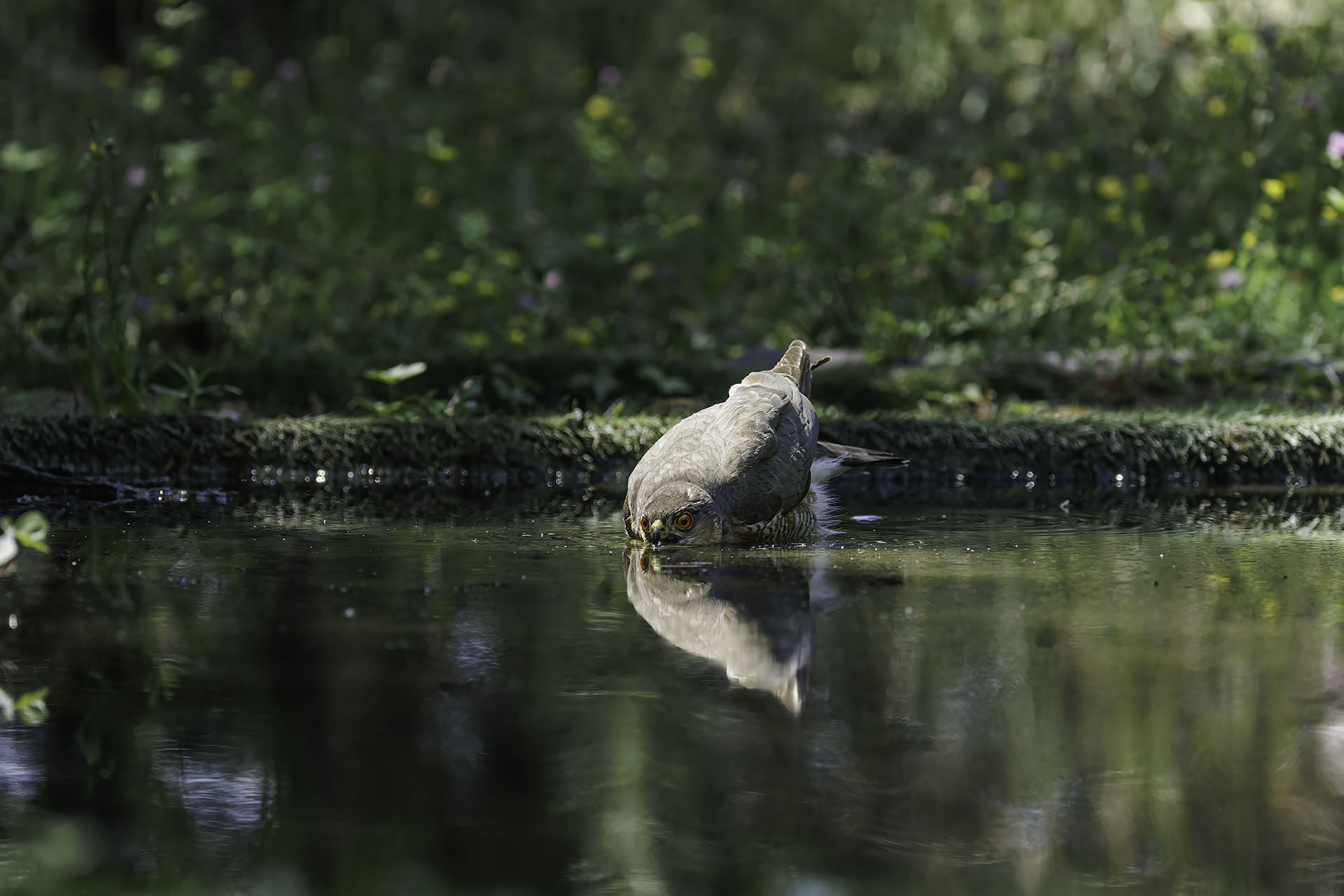 Sparrowhawk at the watering hole