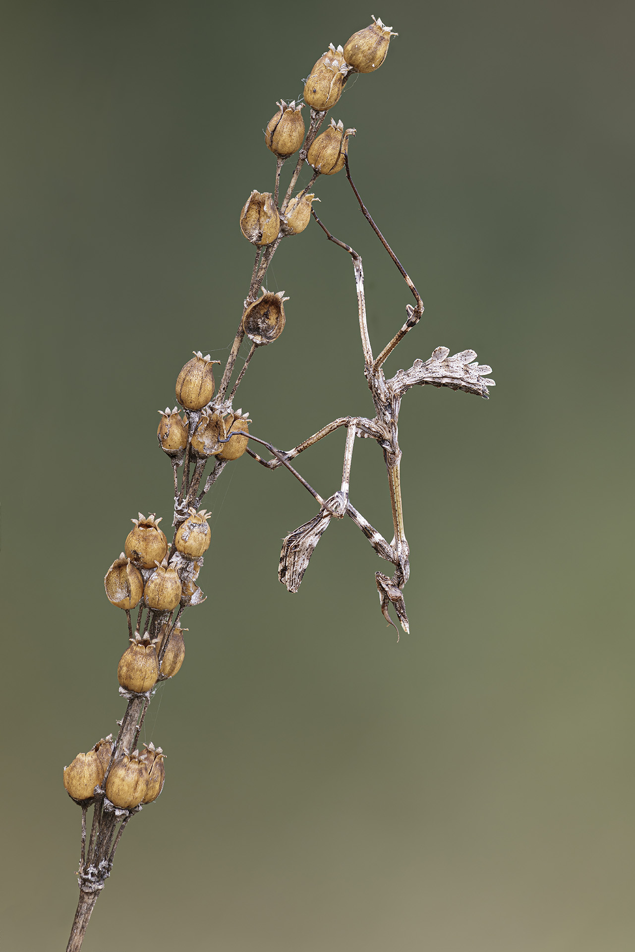Empusa fasciata