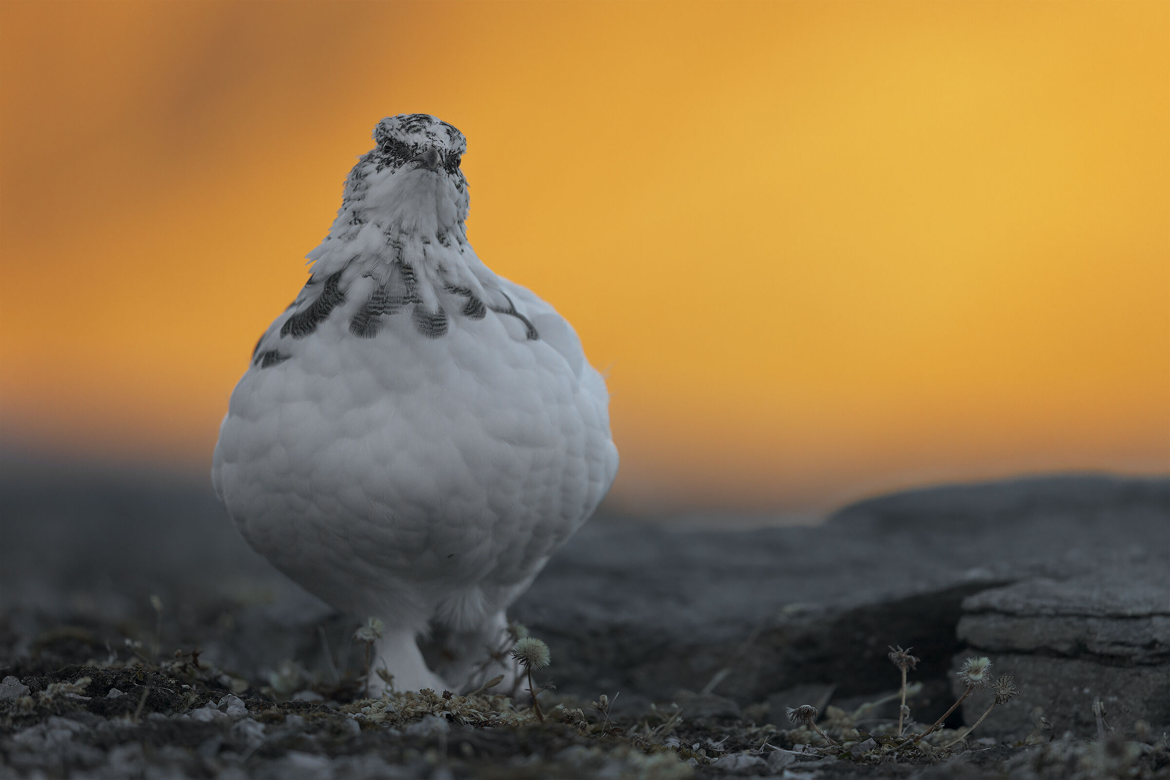Pernice rosso fenice