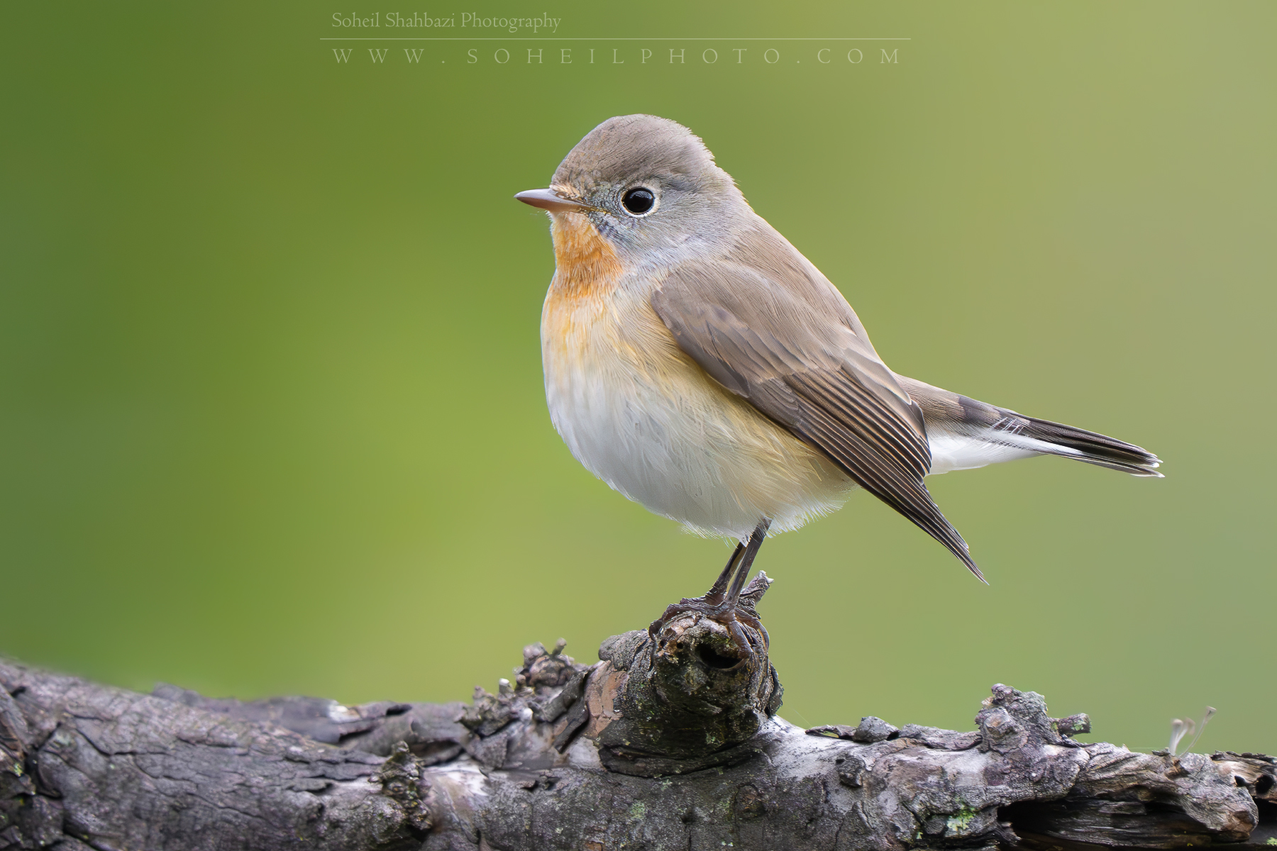 Red breasted flycatcher