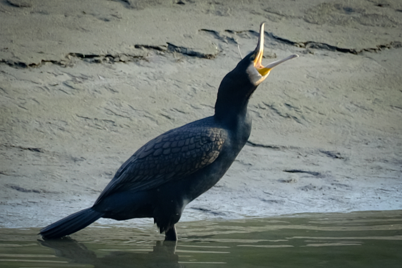 Cormorani (1)