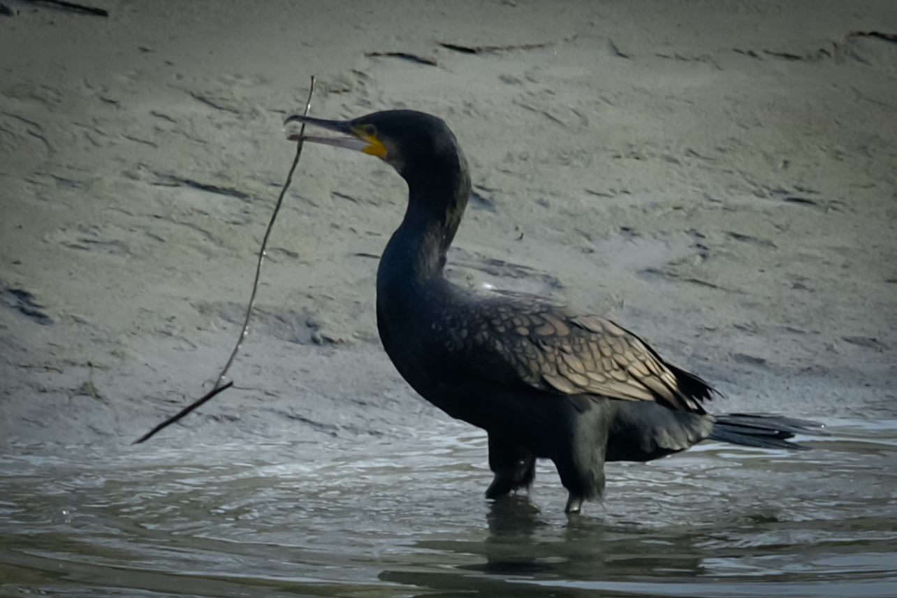 Cormorani (2)