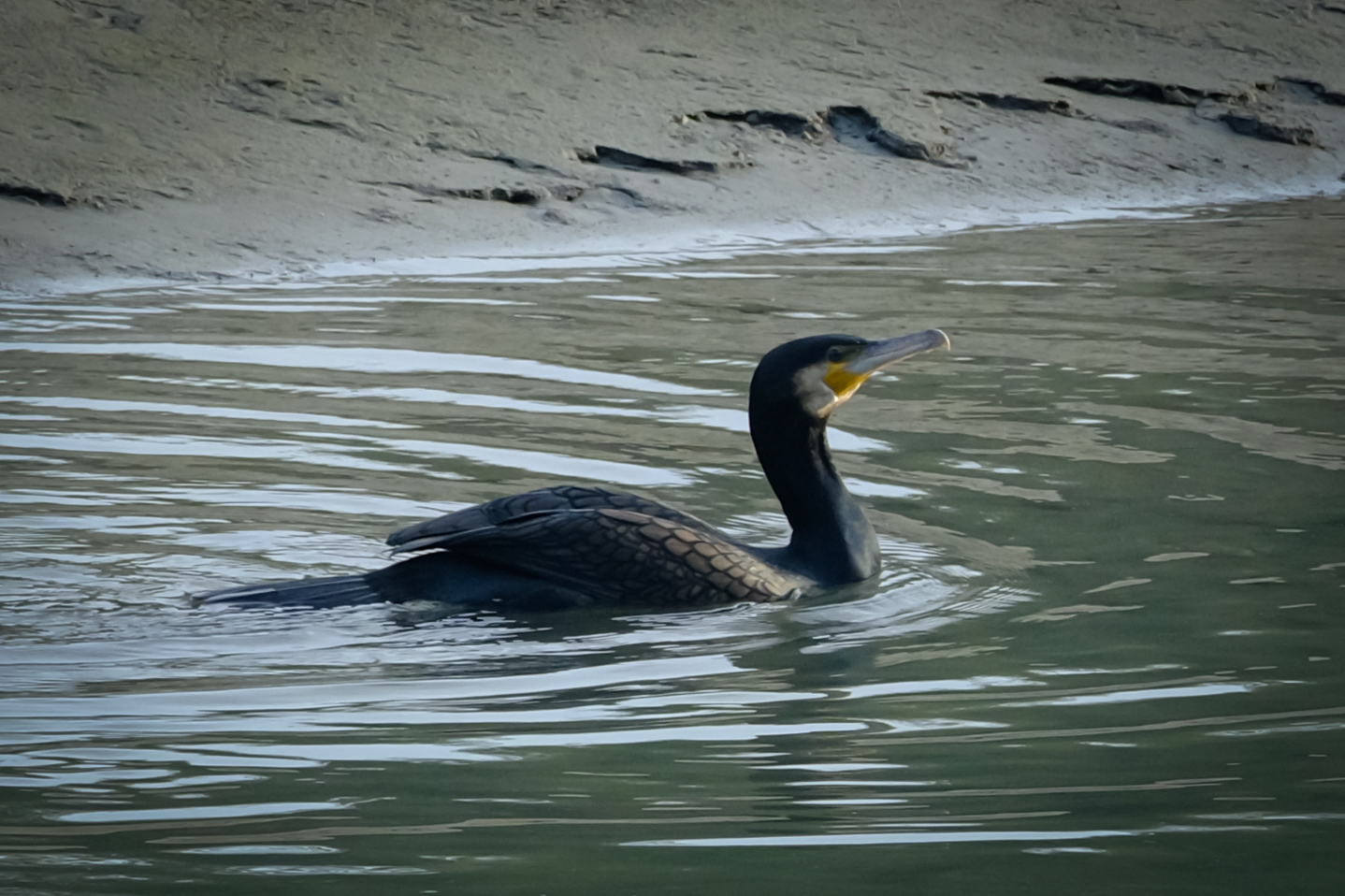Cormorani (3)